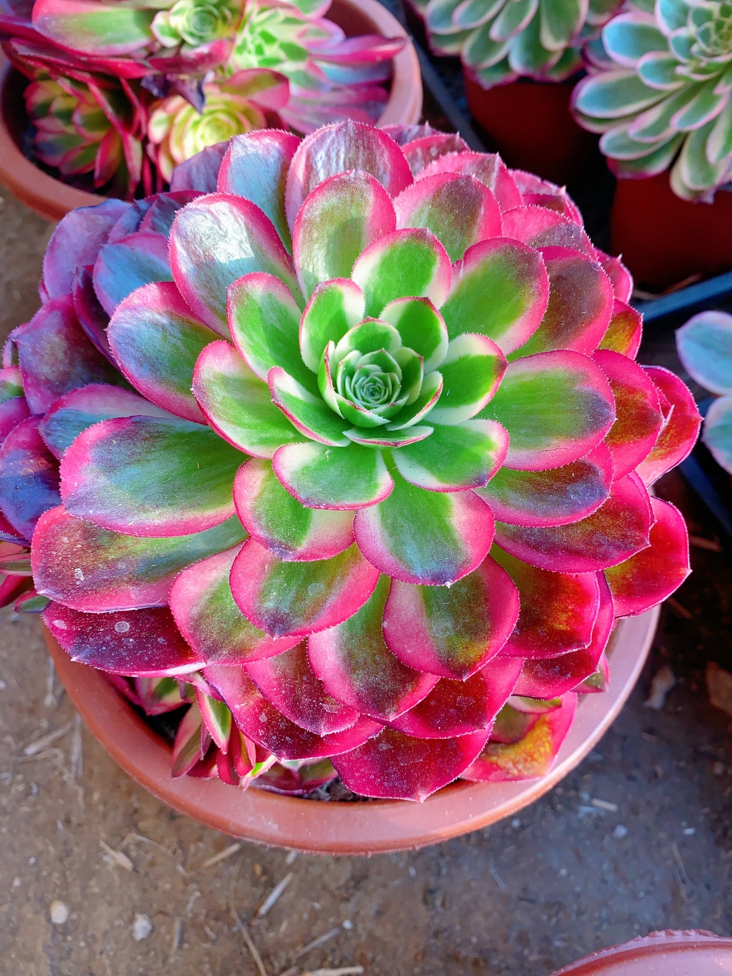 Yunhe/云荷 cluster 20-30cm at least 10 heads