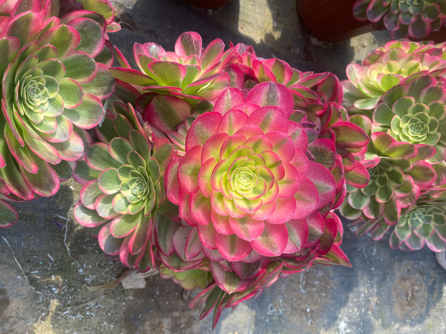 Water Moon/水中月 cluster 20-30cm at least 10 heads