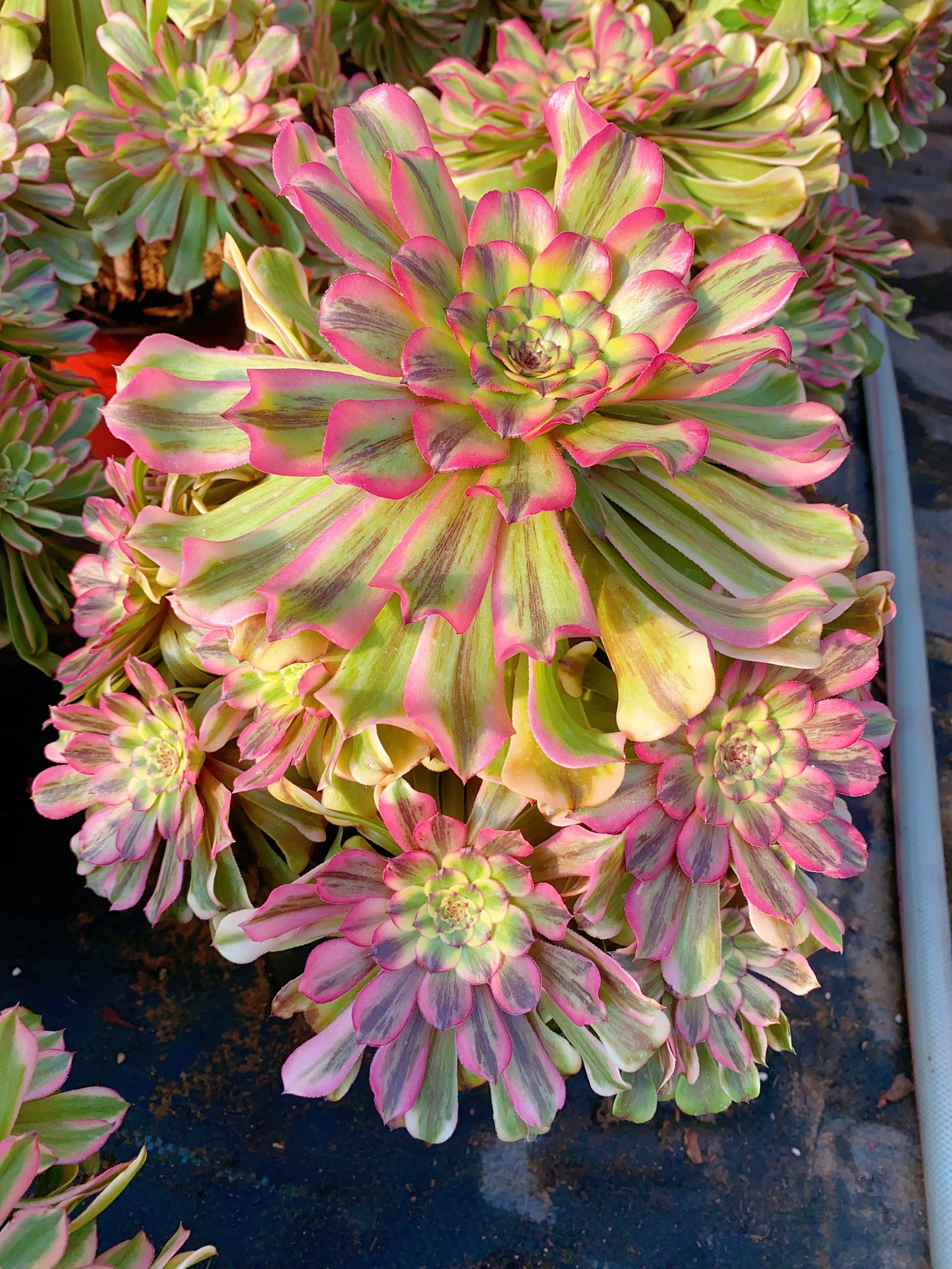 Beauty/佳丽 cluster 30-40cm at least 15 heads two years old