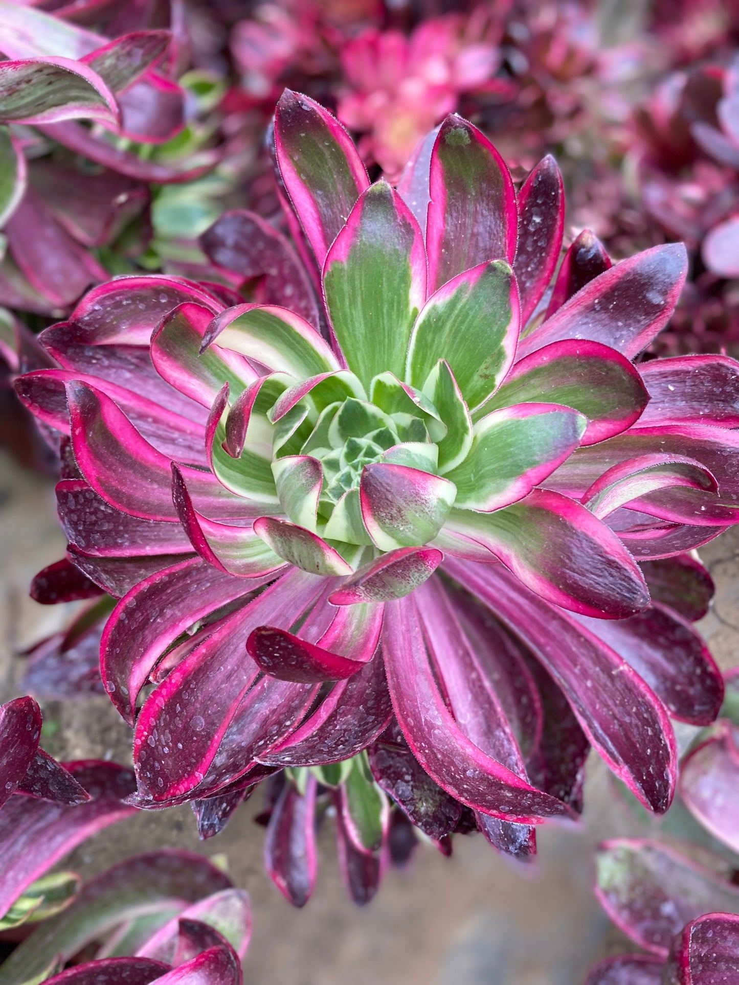 Purple Flame/紫焰 cluster at least 6 heads 20-30cm aeonium cluster
