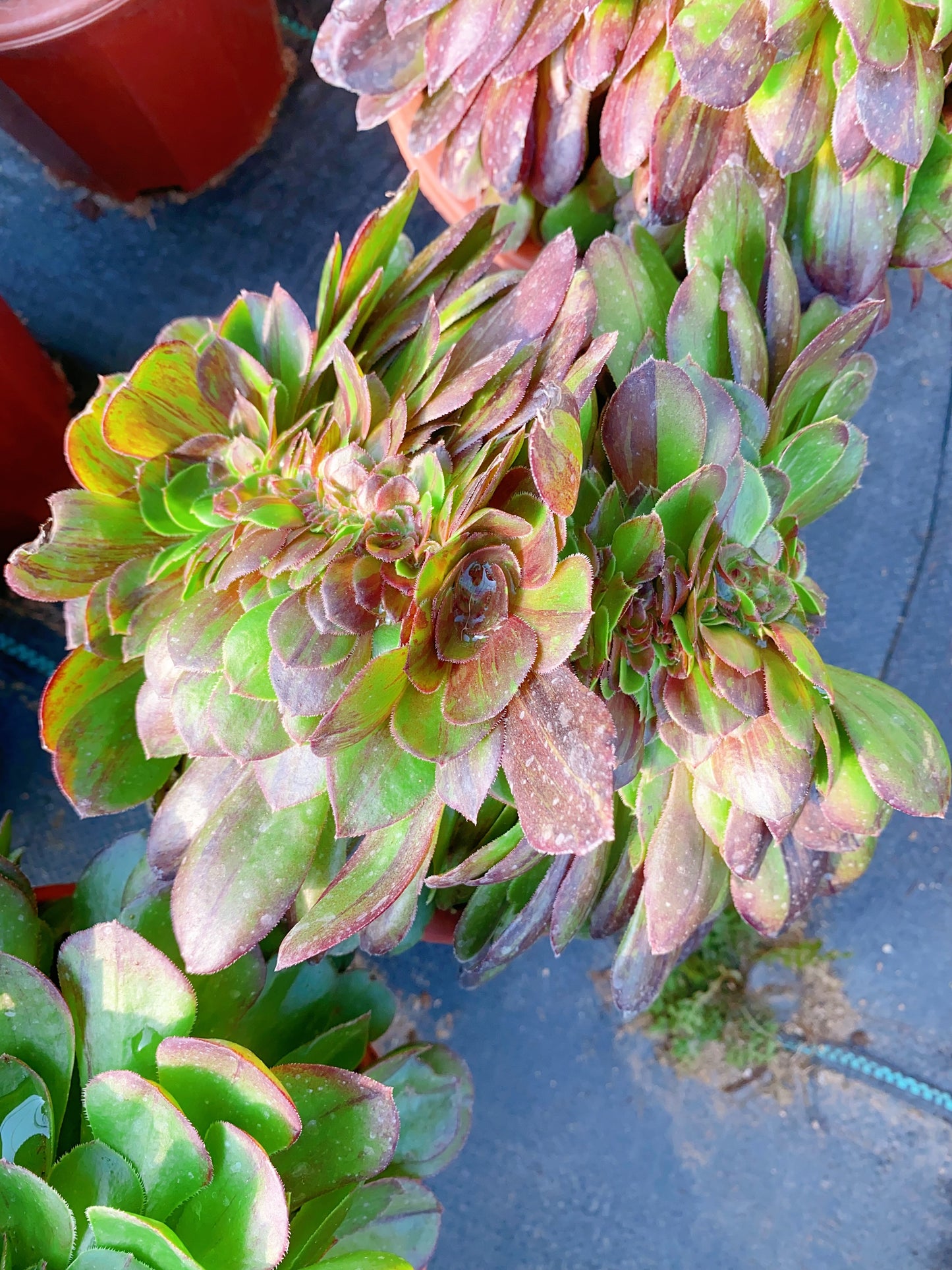 Pulidonis Crested/花月夜缀化 20-30cm