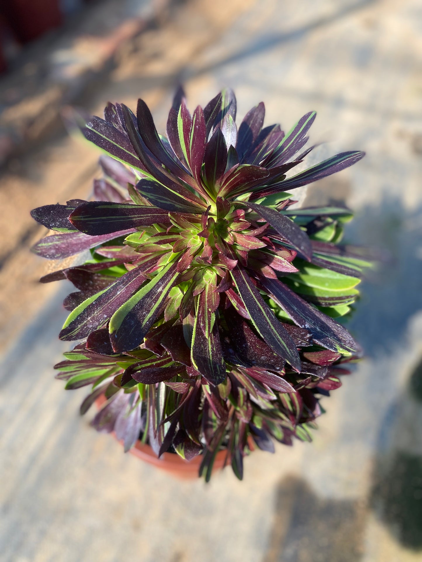Danqing/丹青 cluster at least 12 heads 20-30cm