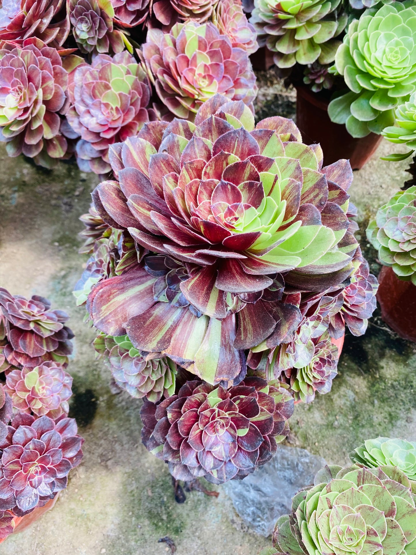 Pulidonis/花月夜 Cluster At least 10 heads 20cm-25cm Aeonium Cluster Succulent Plant