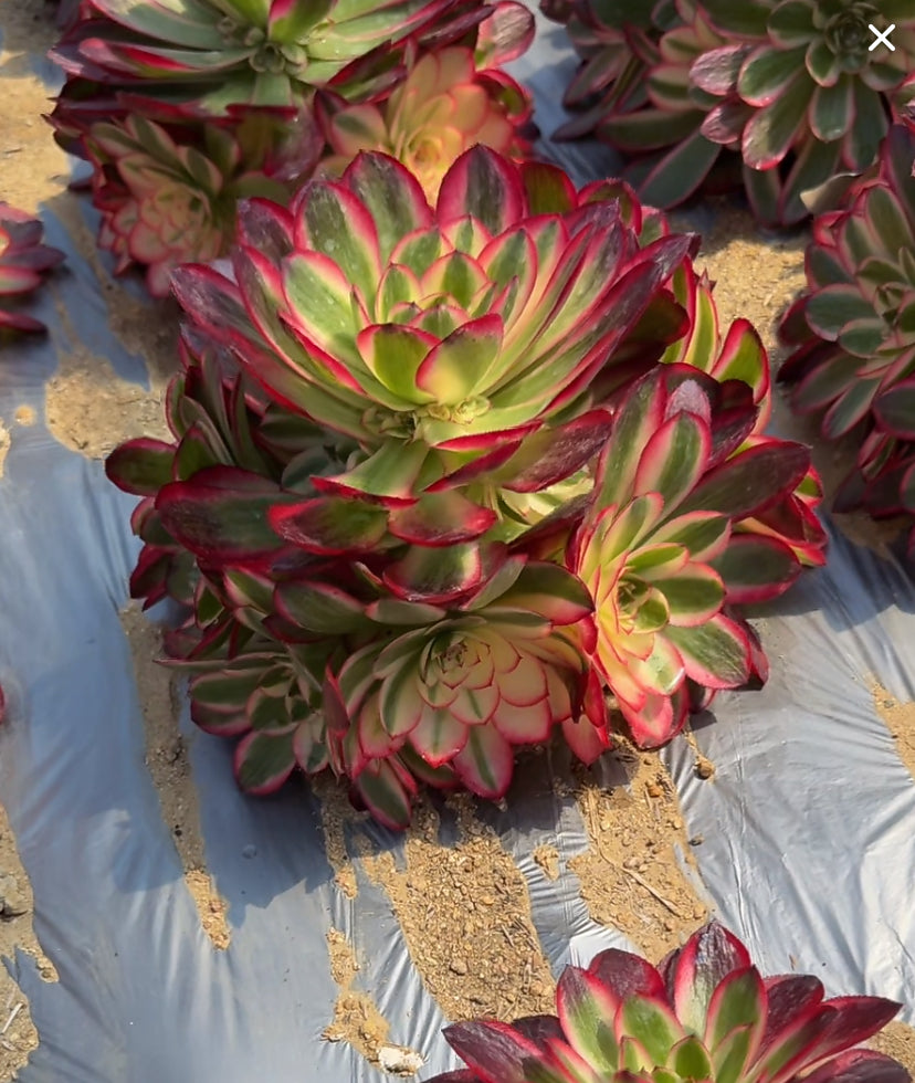 Litchi/荔枝 Cluster At least 12 heads 20cm-30cm