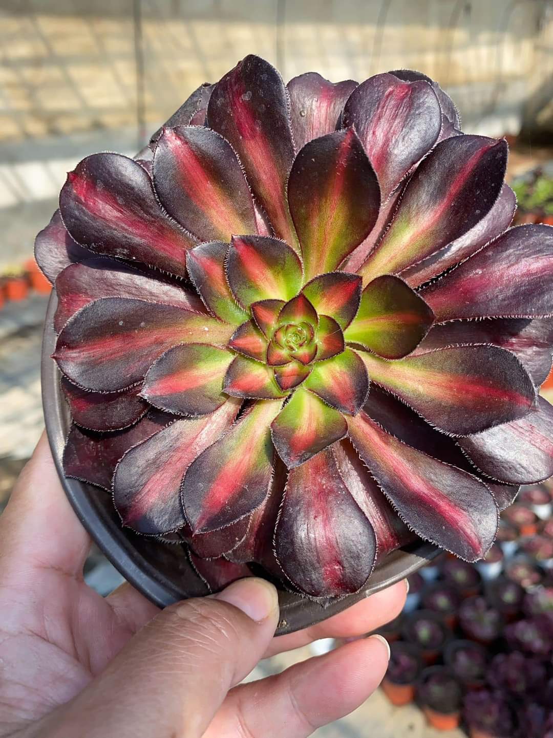 Rainbow/彩虹 cutting at least 10cm