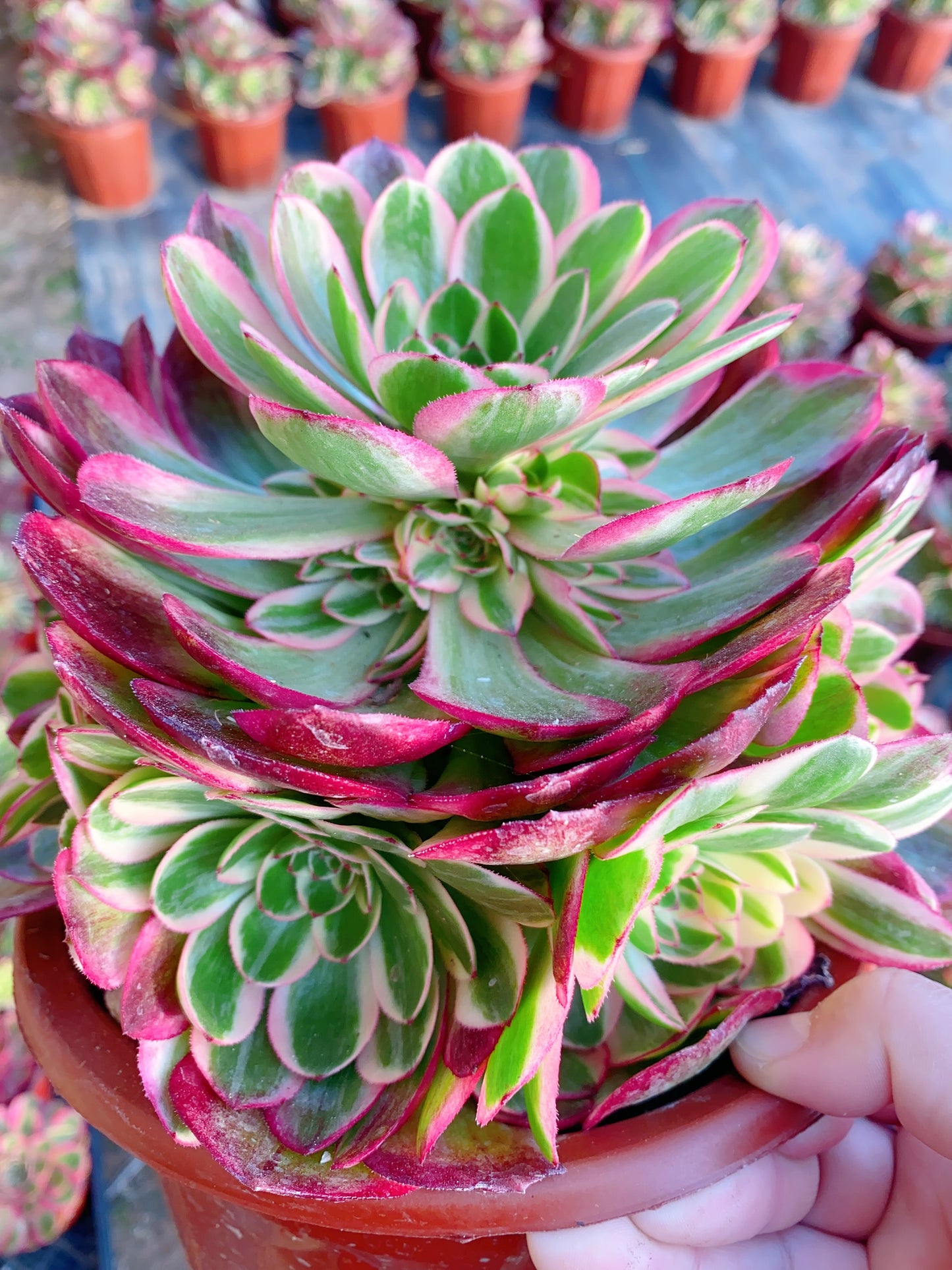 Yunhe/云荷 cluster 20-30cm at least 10 heads