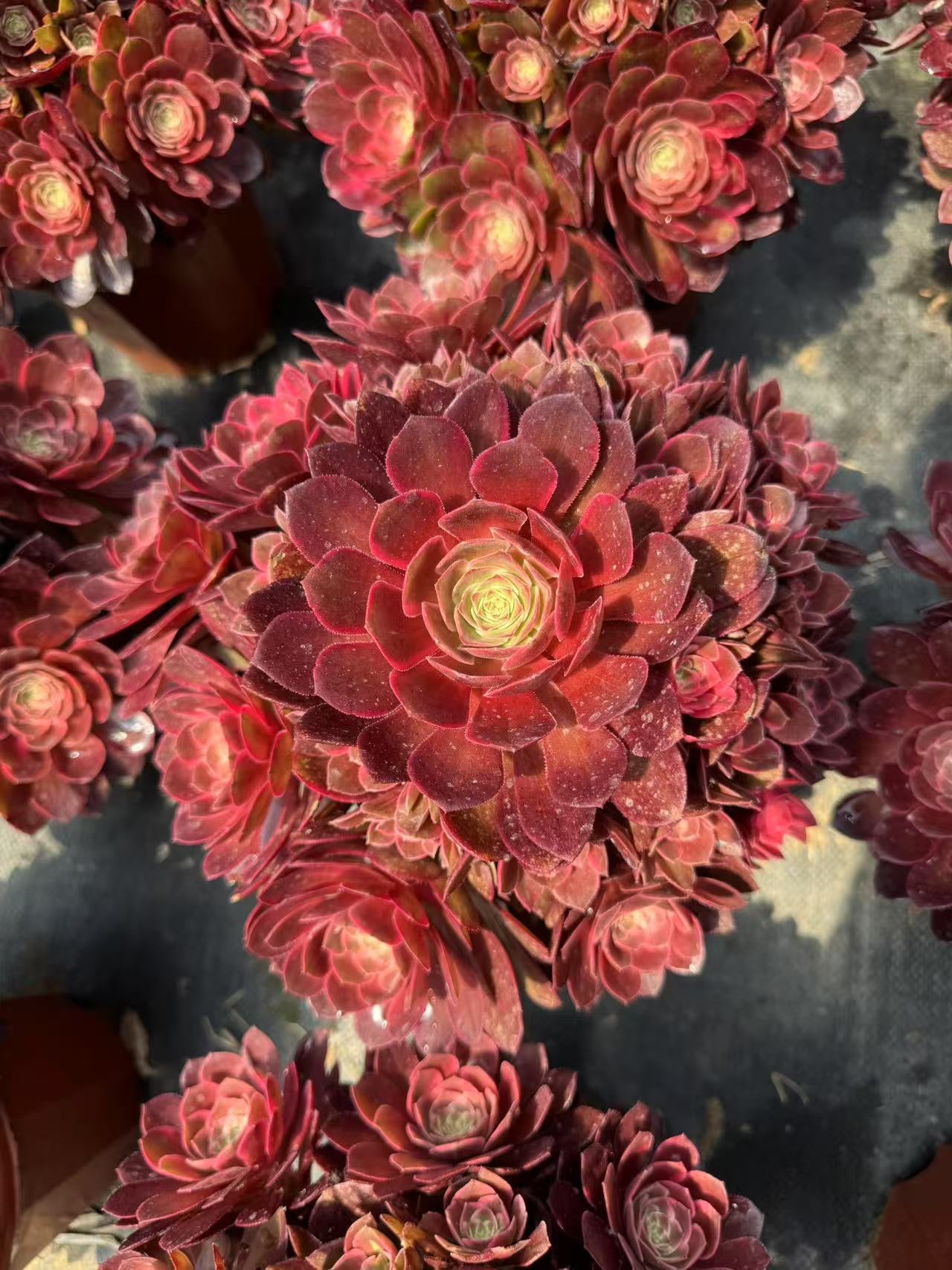 Carat Lover/克拉恋人 cluster at least 18 heads 20-30cm aeonium cluster
