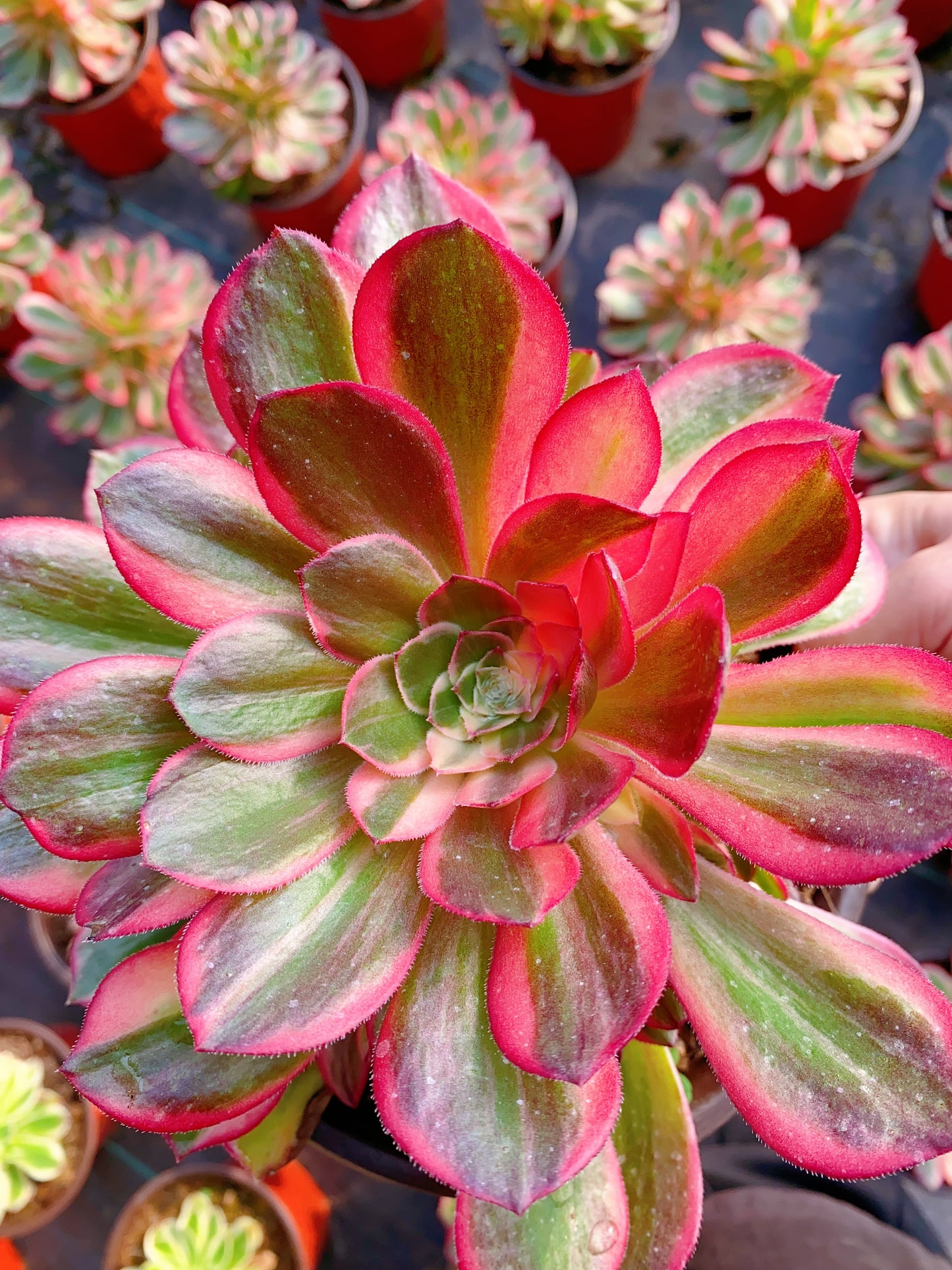 Black Magic variegated/黑魔锦 cutting at least 10 cm