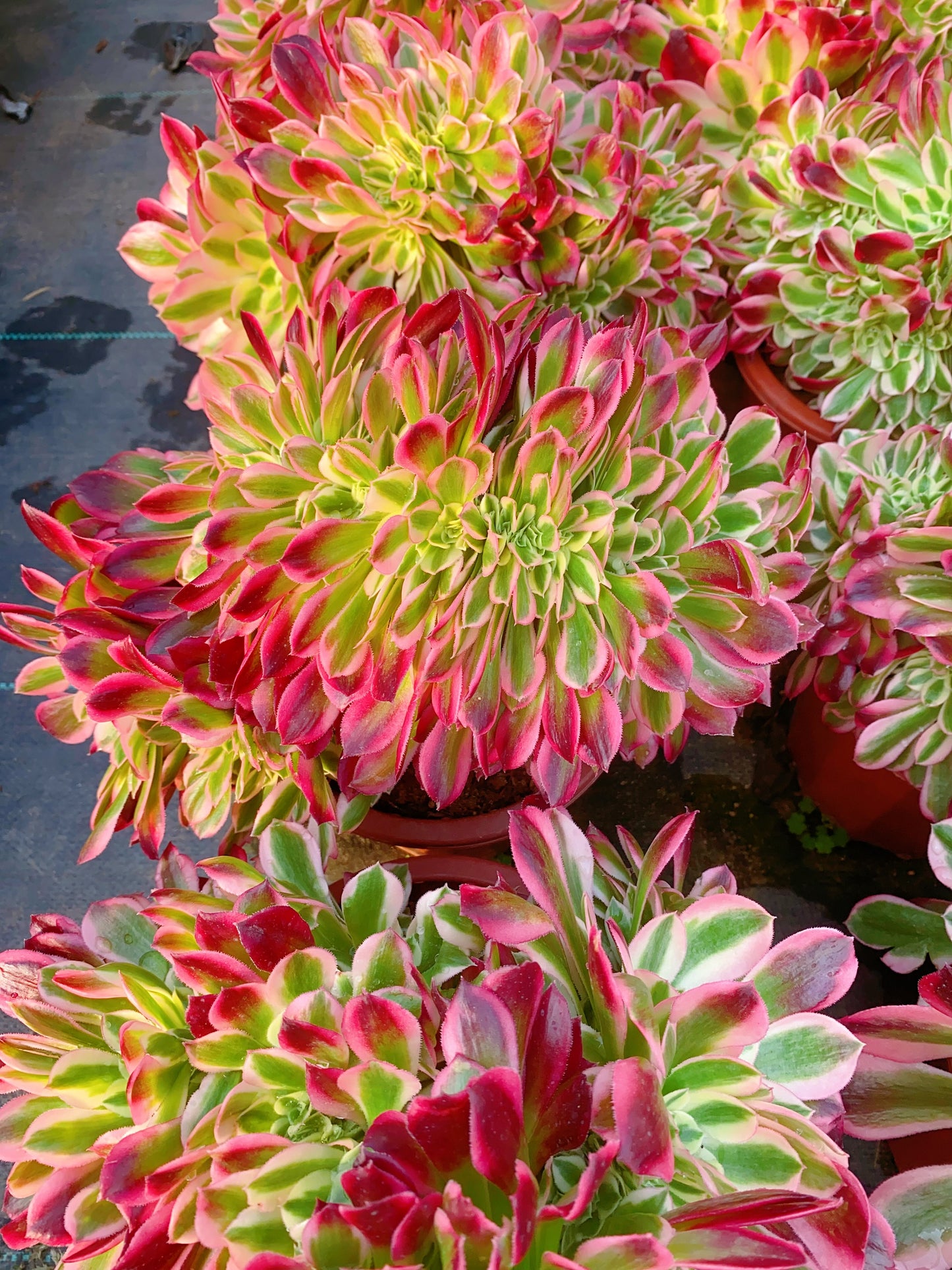 Pink Girl Crested/粉女郎缀化 20-30cm