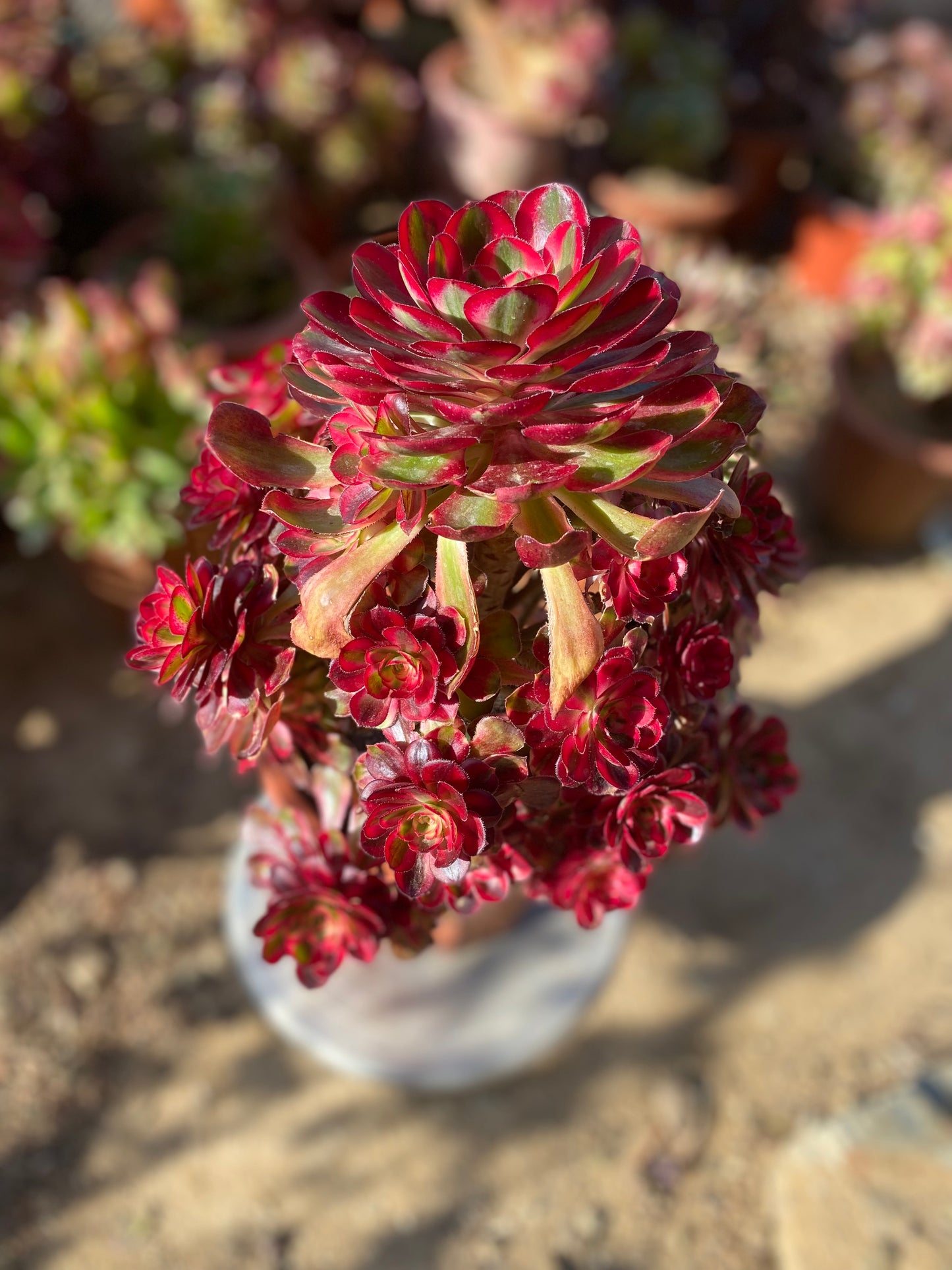 Chanel/香奈儿 cluster at least 18 heads 30cm two years old aeonium cluster