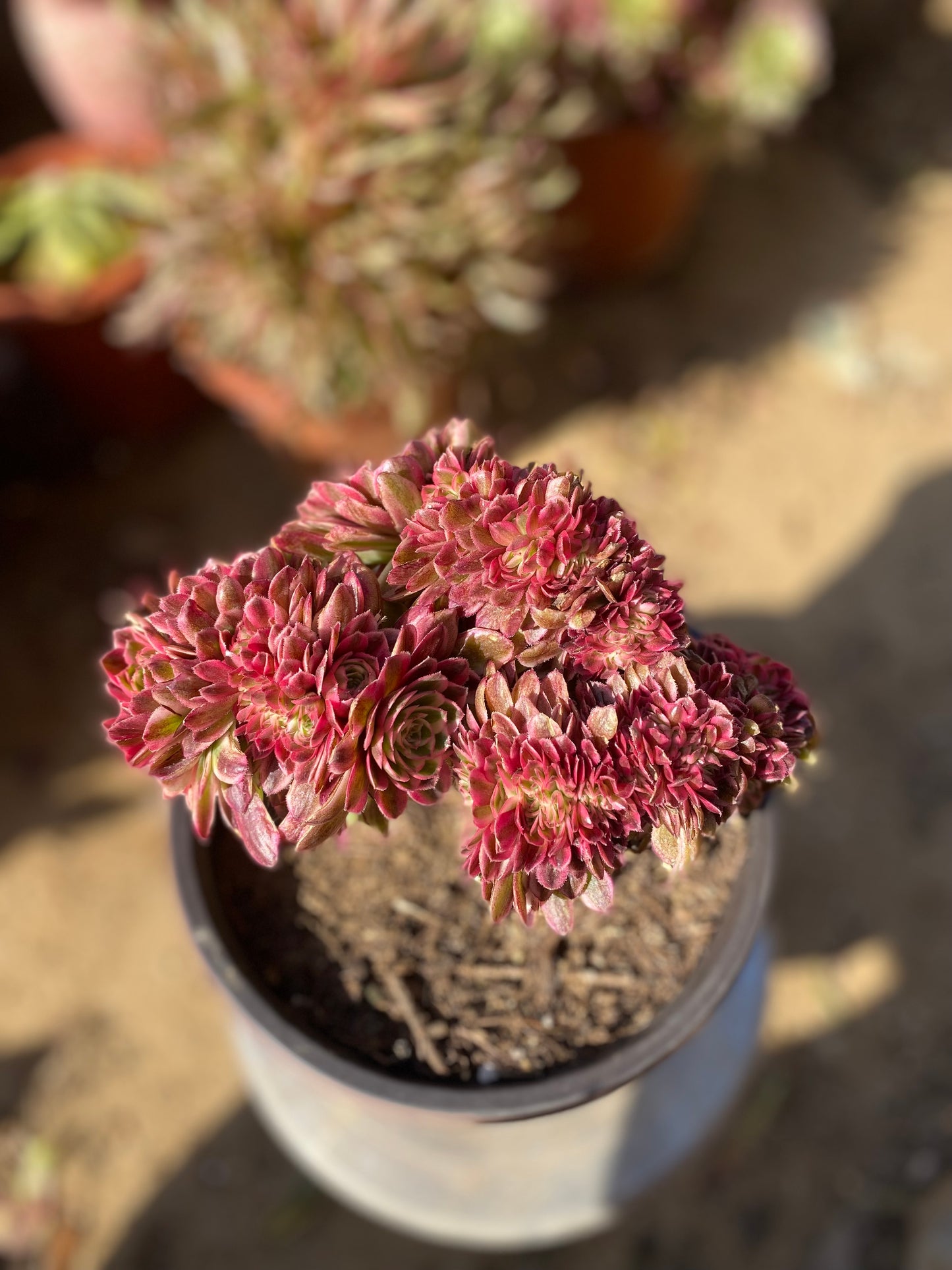 Litchi Crested/荔枝缀化 20cm