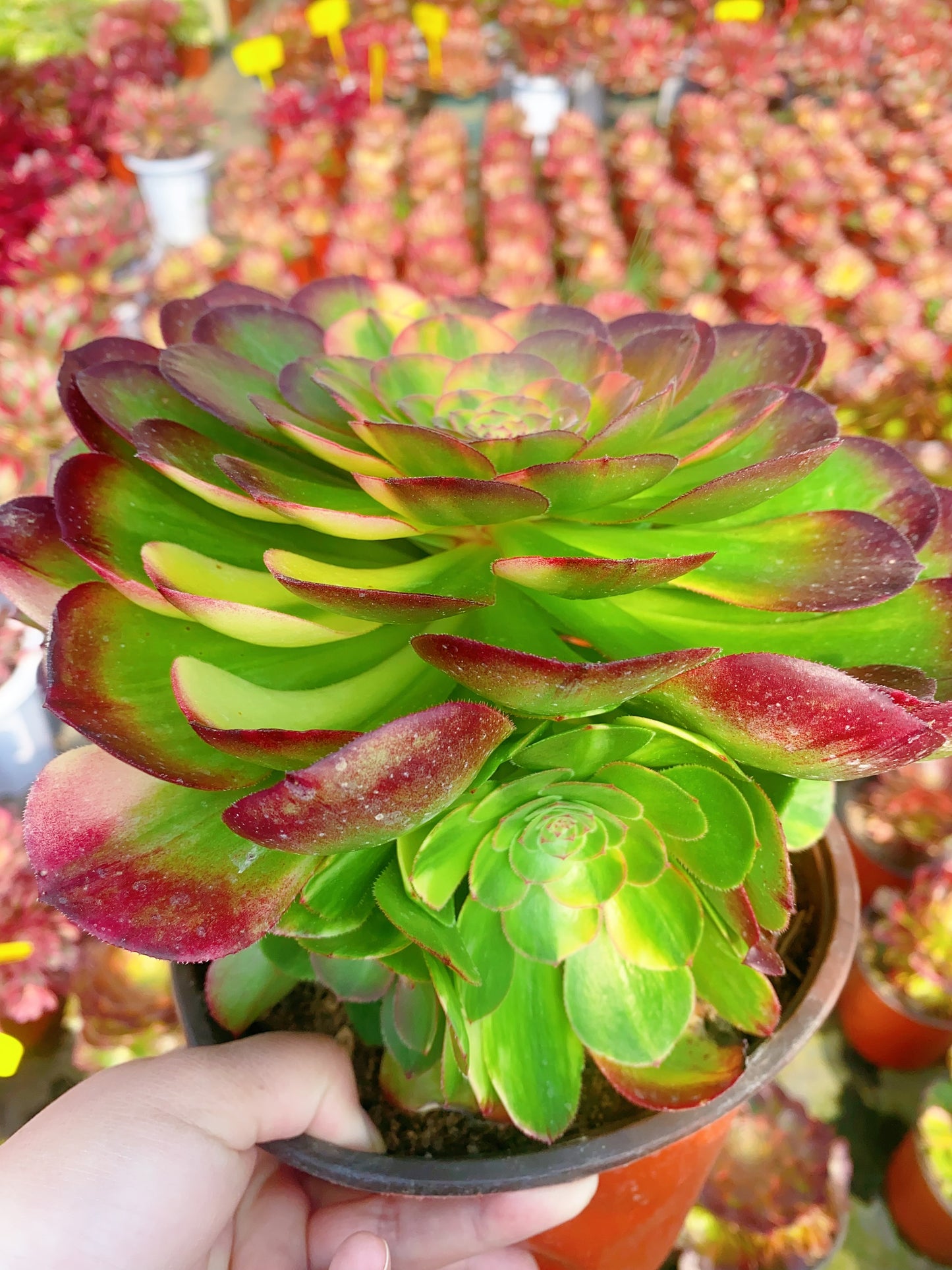 Colorful Halloween/万七彩 Cluster 20-30cm at least 6 heads