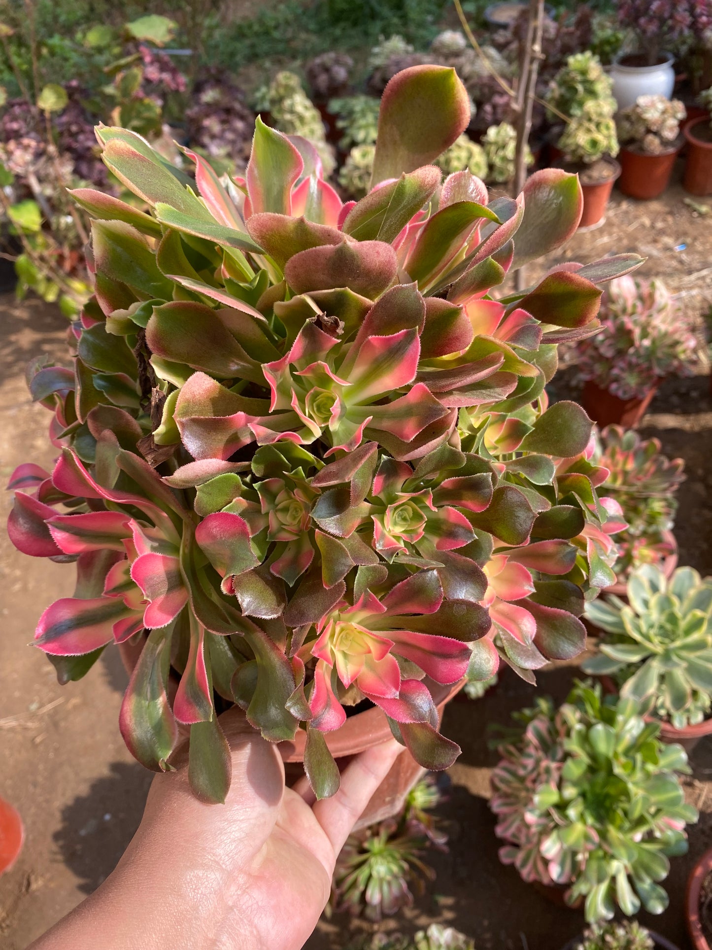 Princess/香妃 cluster 25-30cm at least 13 heads two years old
