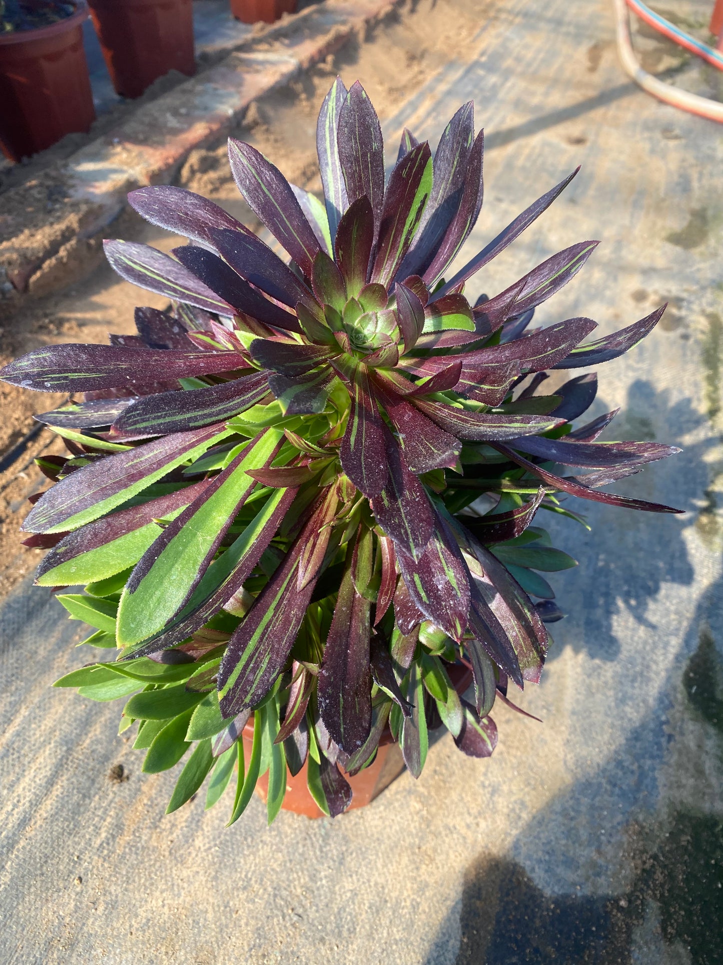 Danqing/丹青 cluster at least 12 heads 20-30cm