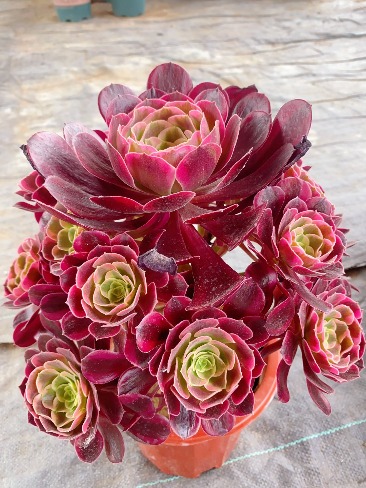 Medusa/美杜莎 Cluster At least 18 heads. 25cm-30cm two years old