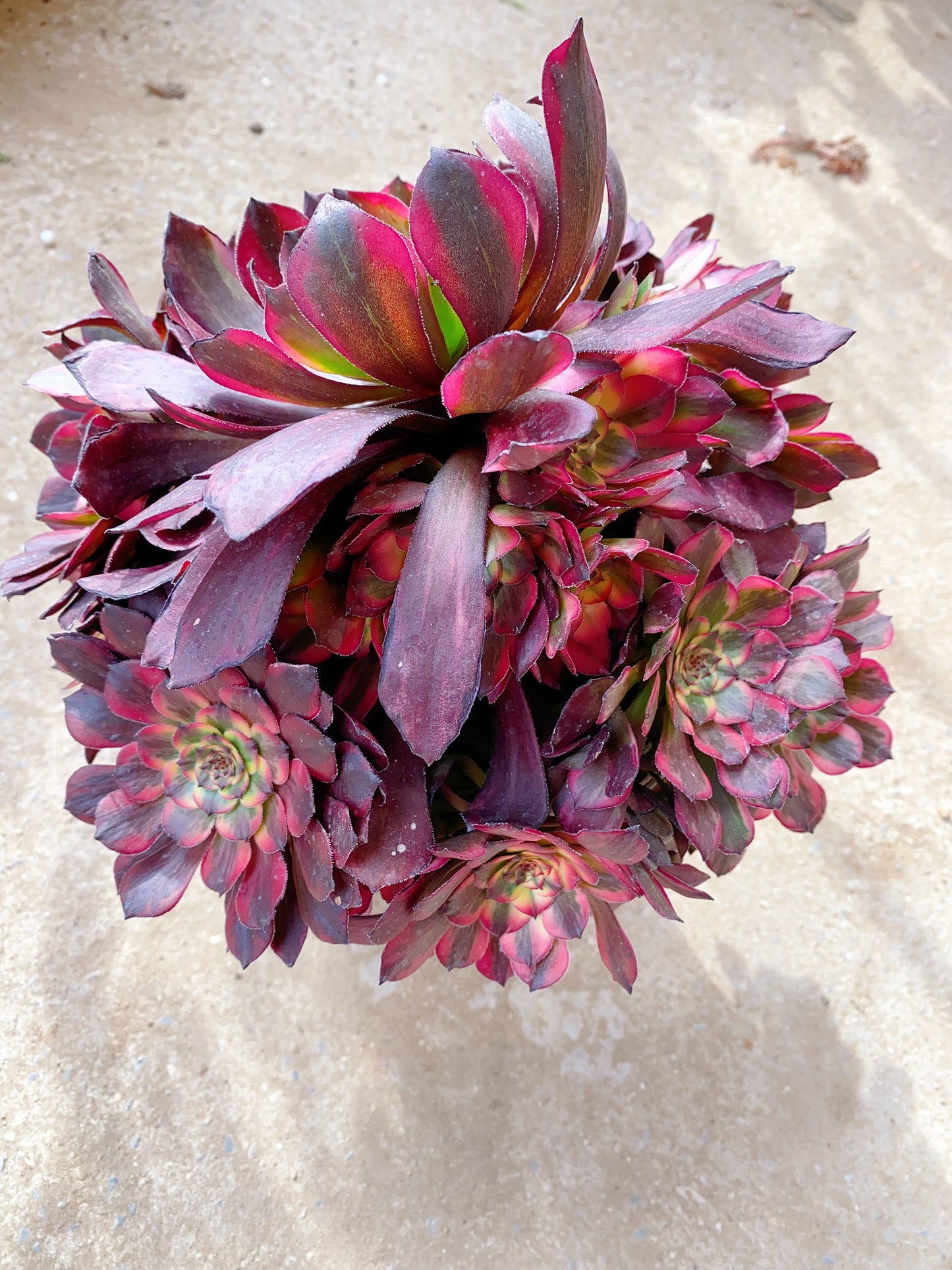 Fireworks/烟花 cluster 25-30cm at least 10 heads