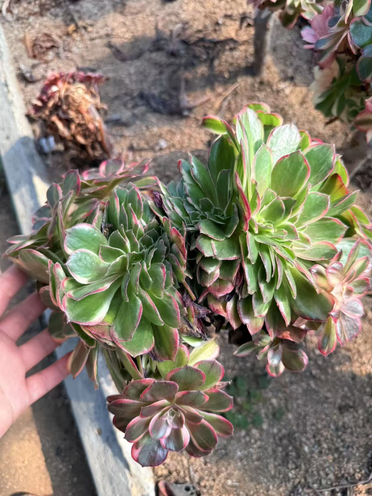 Black Magic variegated Crested /黑魔锦缀化 20cm Aeonium Created Succulent Plant