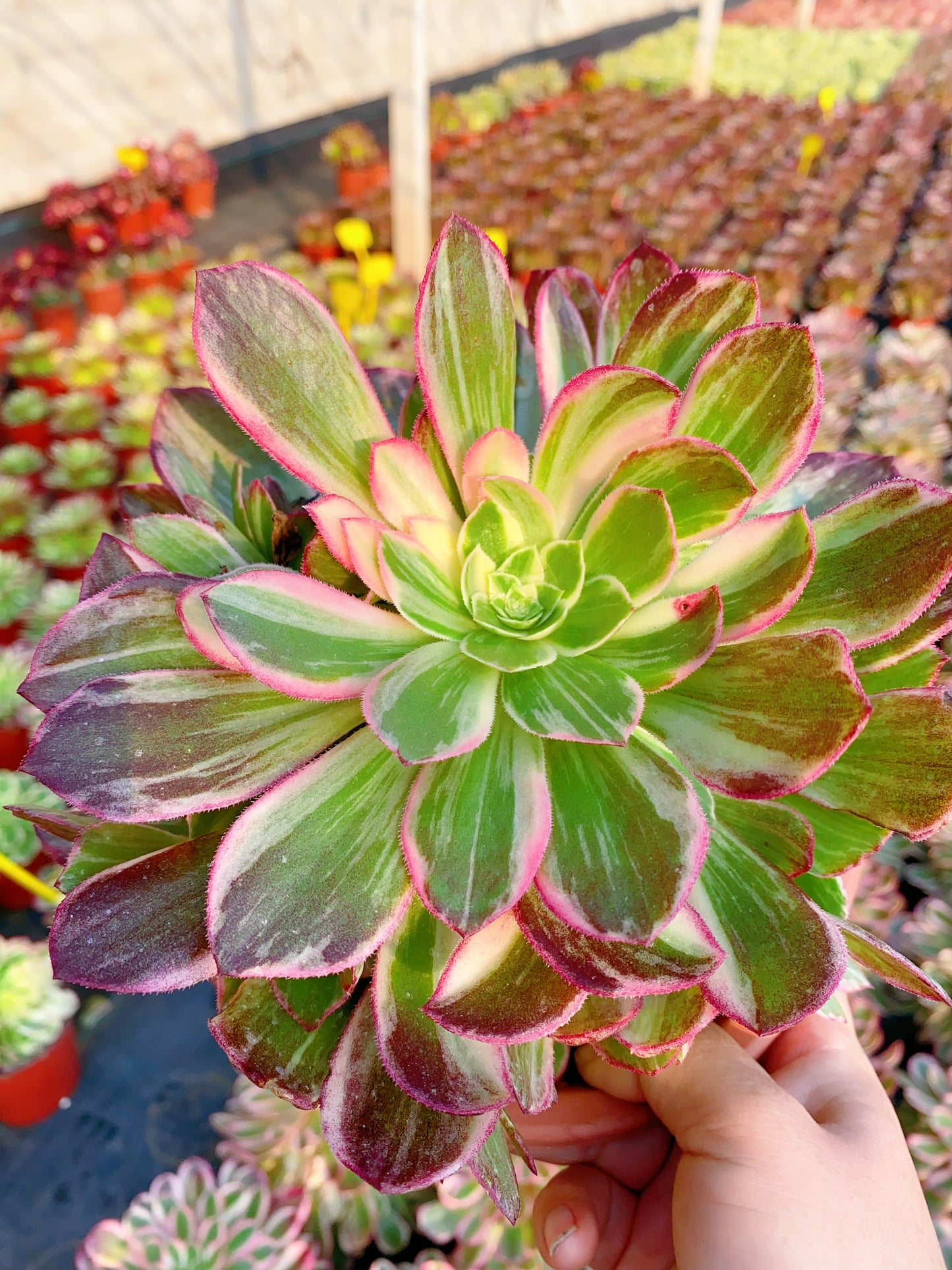 Kaleidoscope/万花筒 cluster 20-30cm at least 8 heads