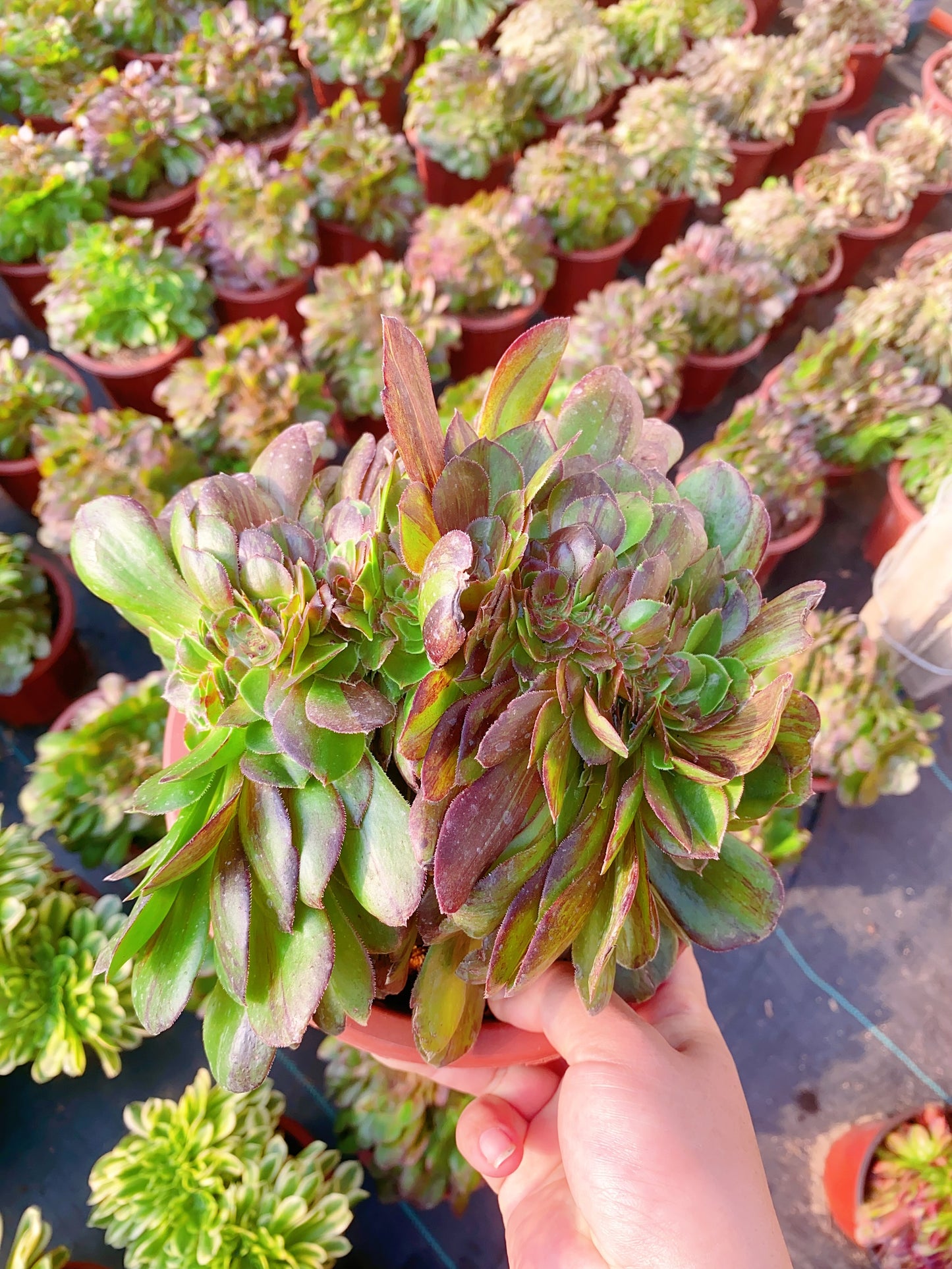 Pulidonis Crested/花月夜缀化 20-30cm