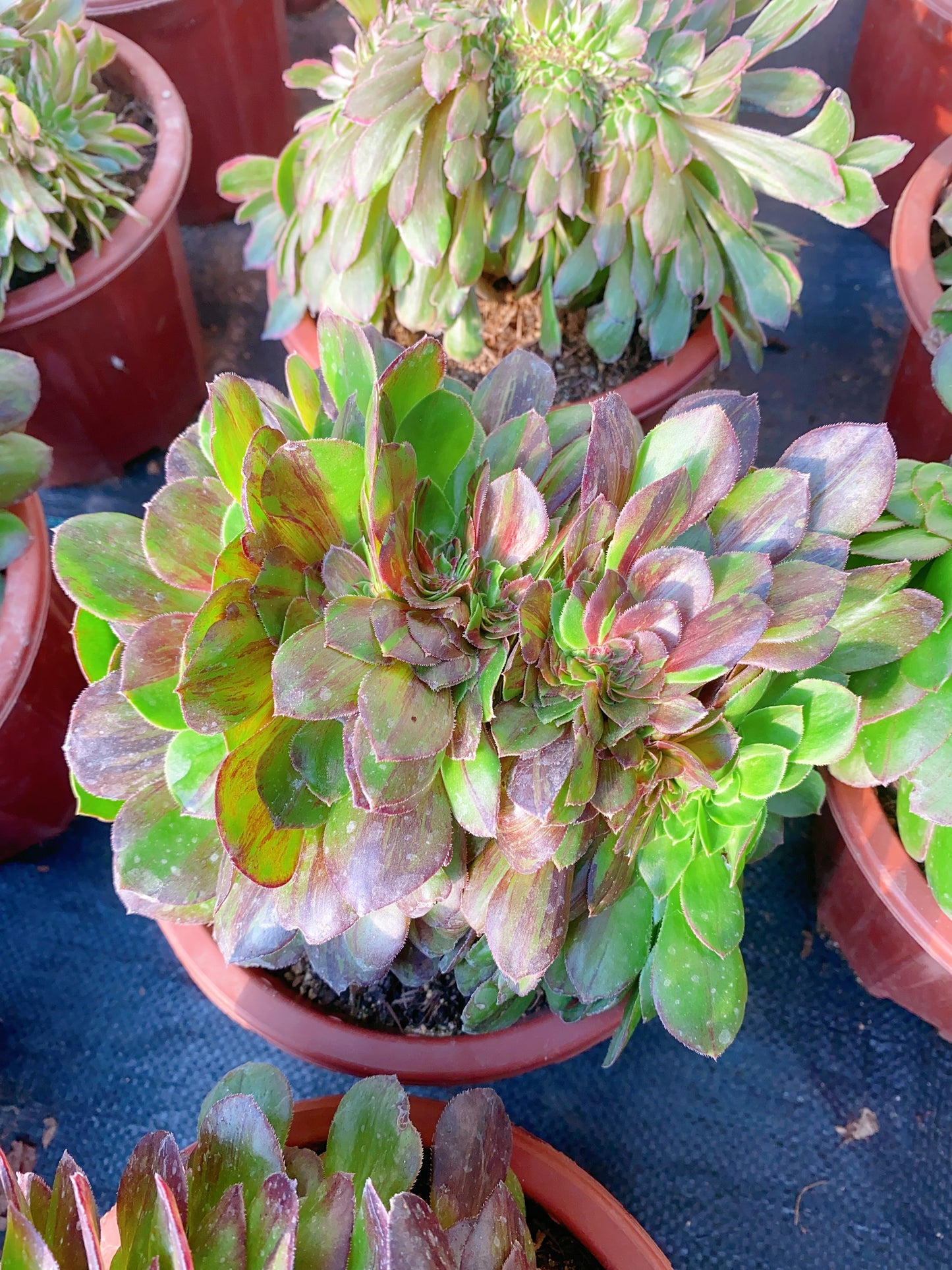 Pulidonis Crested/花月夜缀化 20-30cm