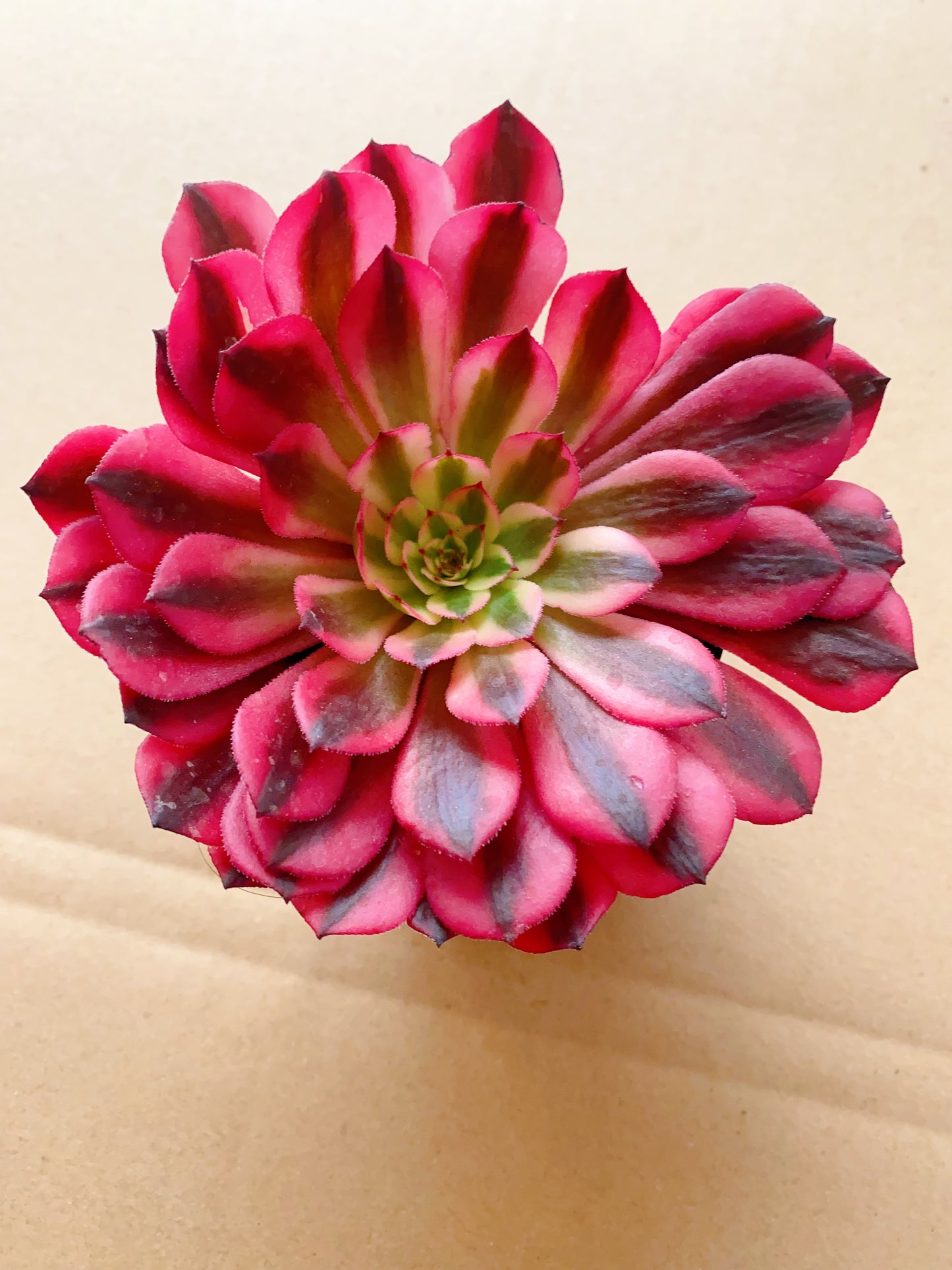 Pink Panther/粉红豹 Cutting at least 10cm