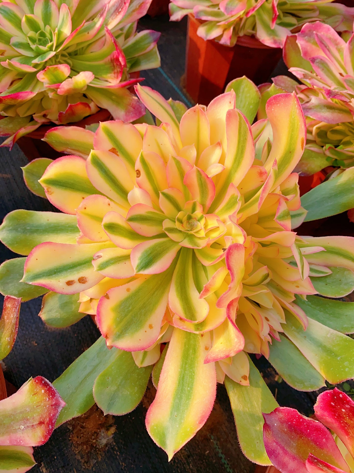 Princess/香妃 cluster at least 10 heads 20-30cm