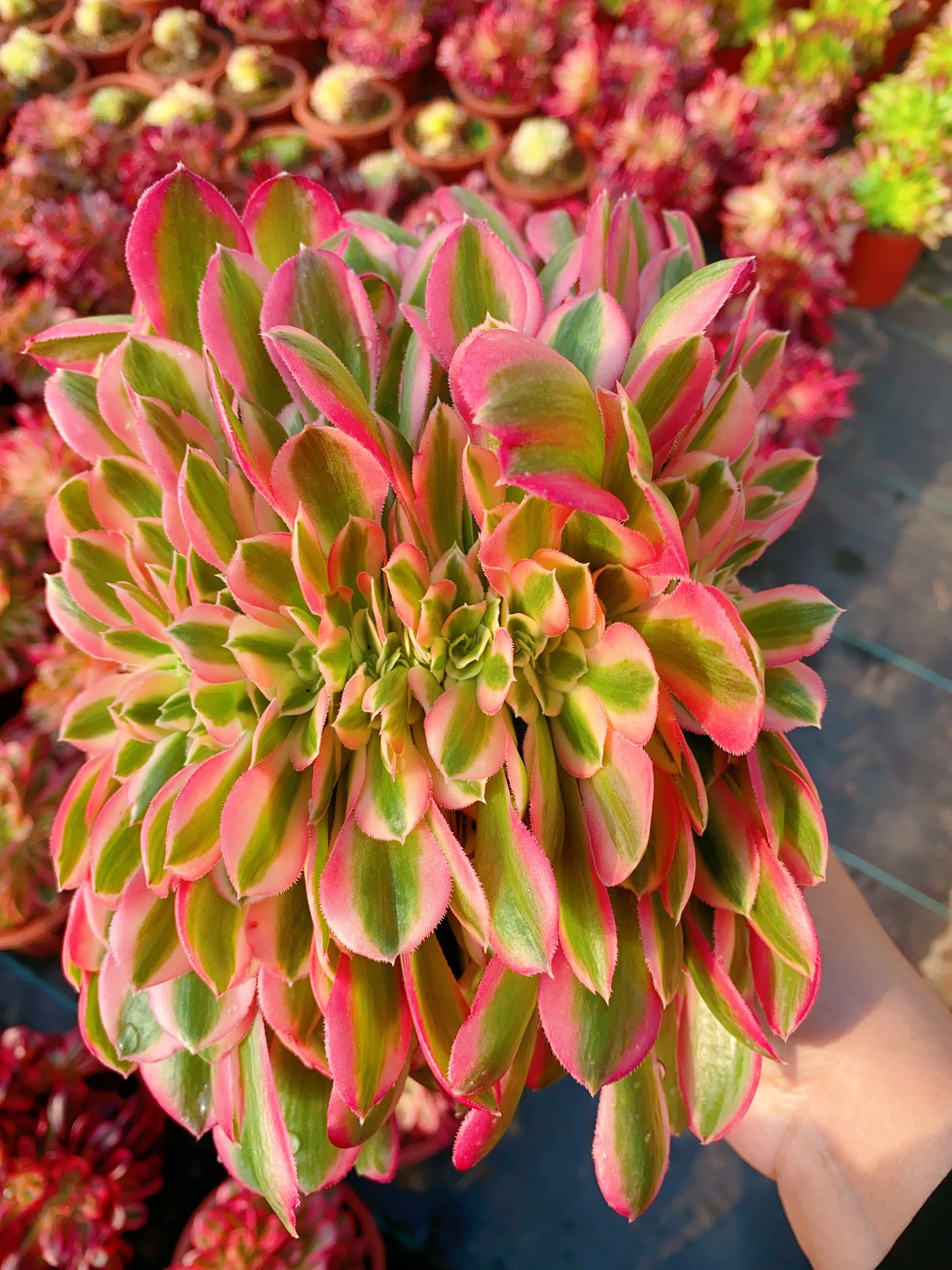 Pink Witch Crested/粉女巫缀化 20cm