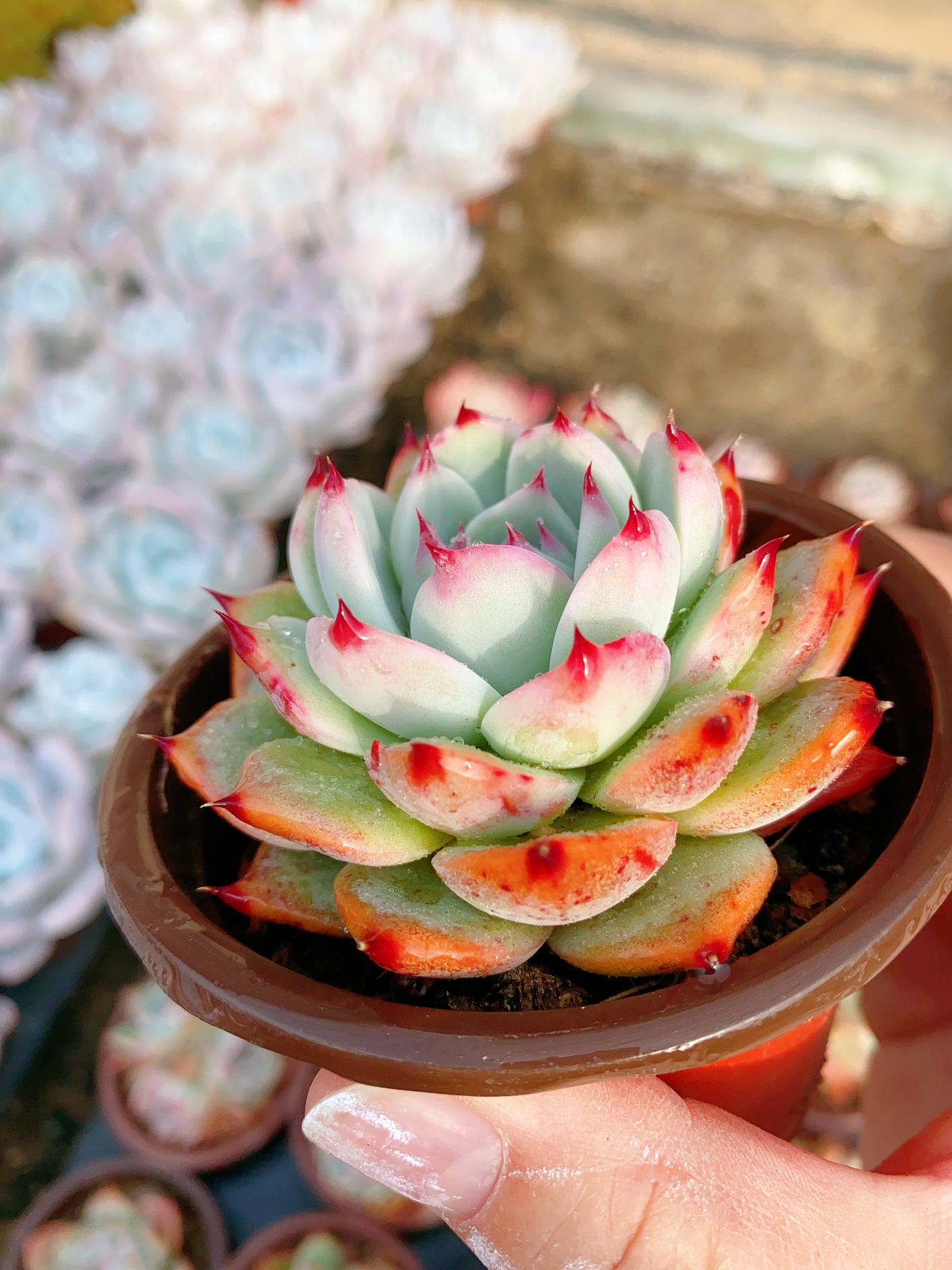 Chihuahua/吉娃娃 9cm pot