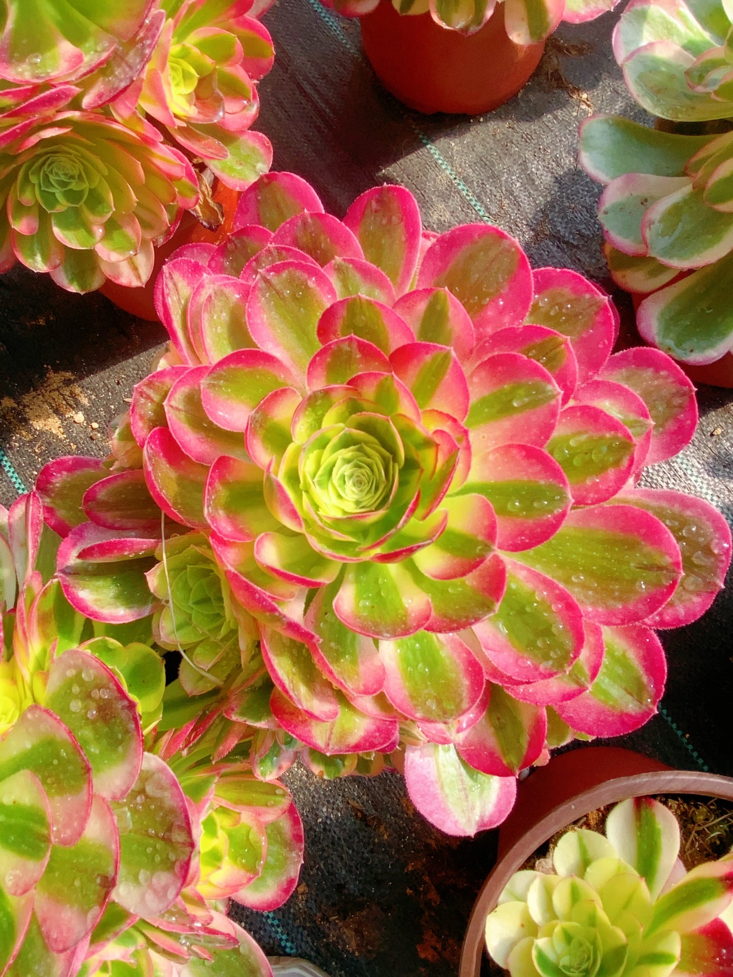 Water Moon/水中月 cutting at least 10cm Aeonium Cutting Succulent Plant