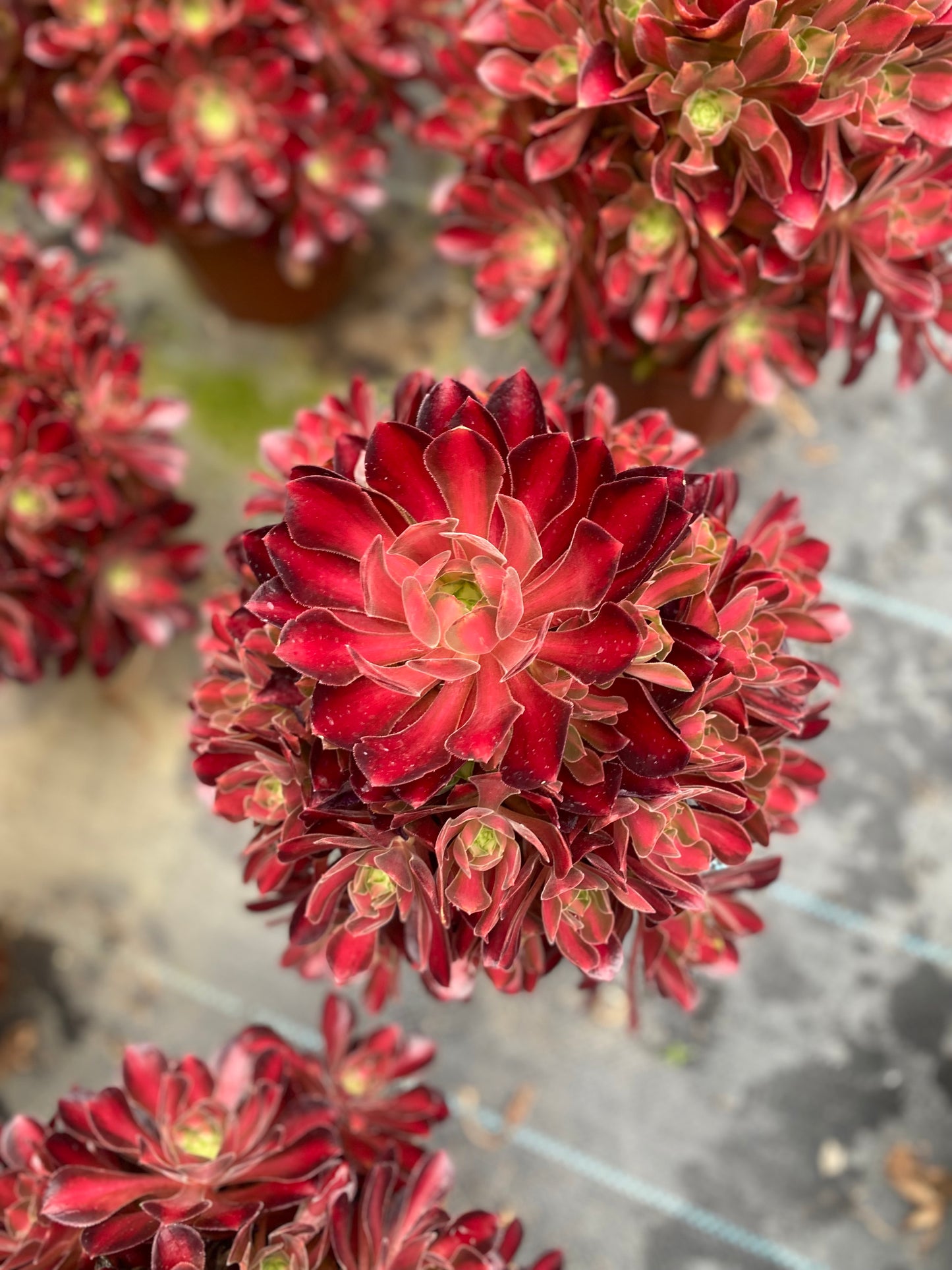 Queen Nina/妮娜皇后 cluster at least 12 heads 20-30cm