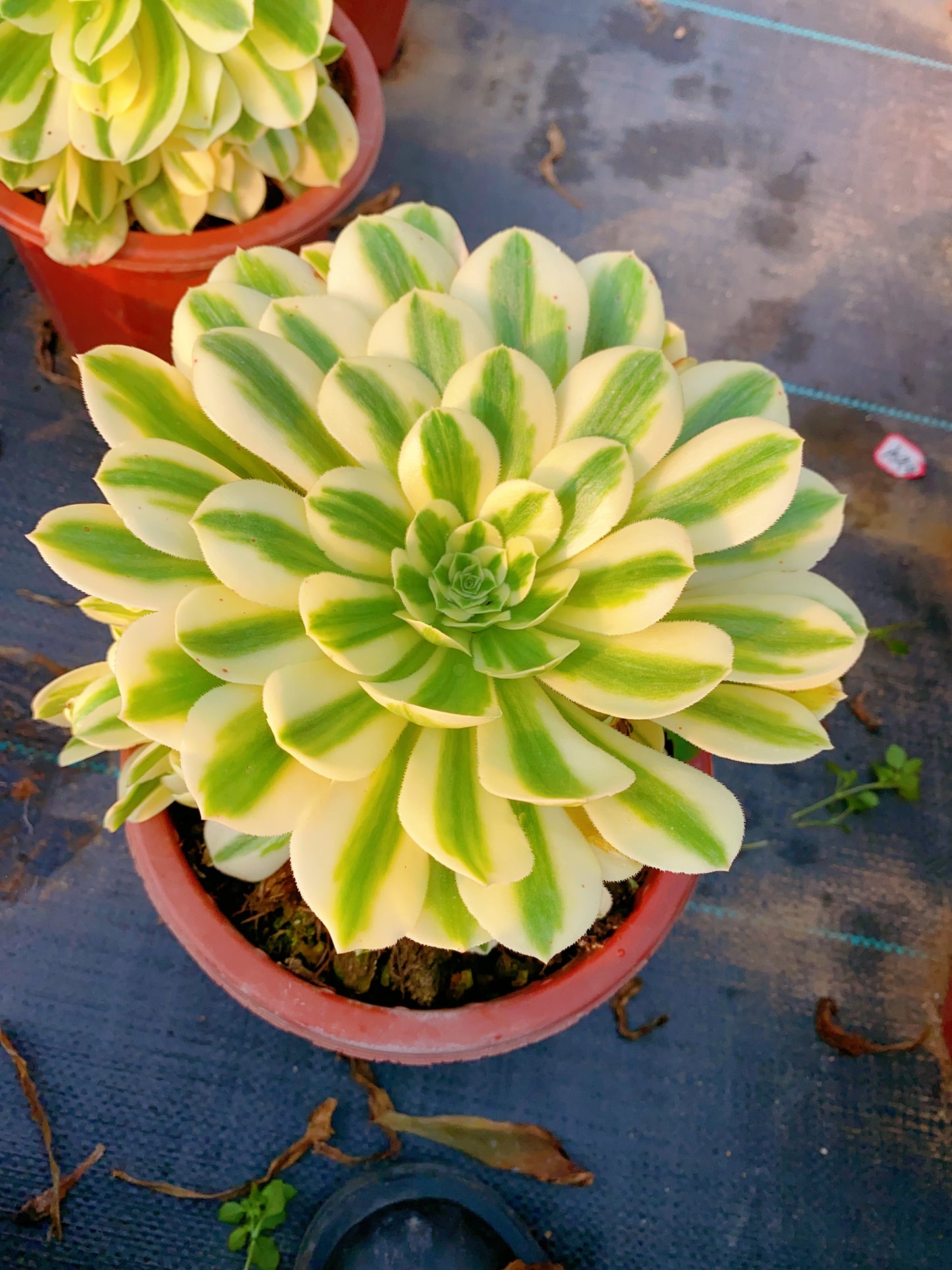 Maybach/迈巴赫 cluster 20-30cm at least 10 heads