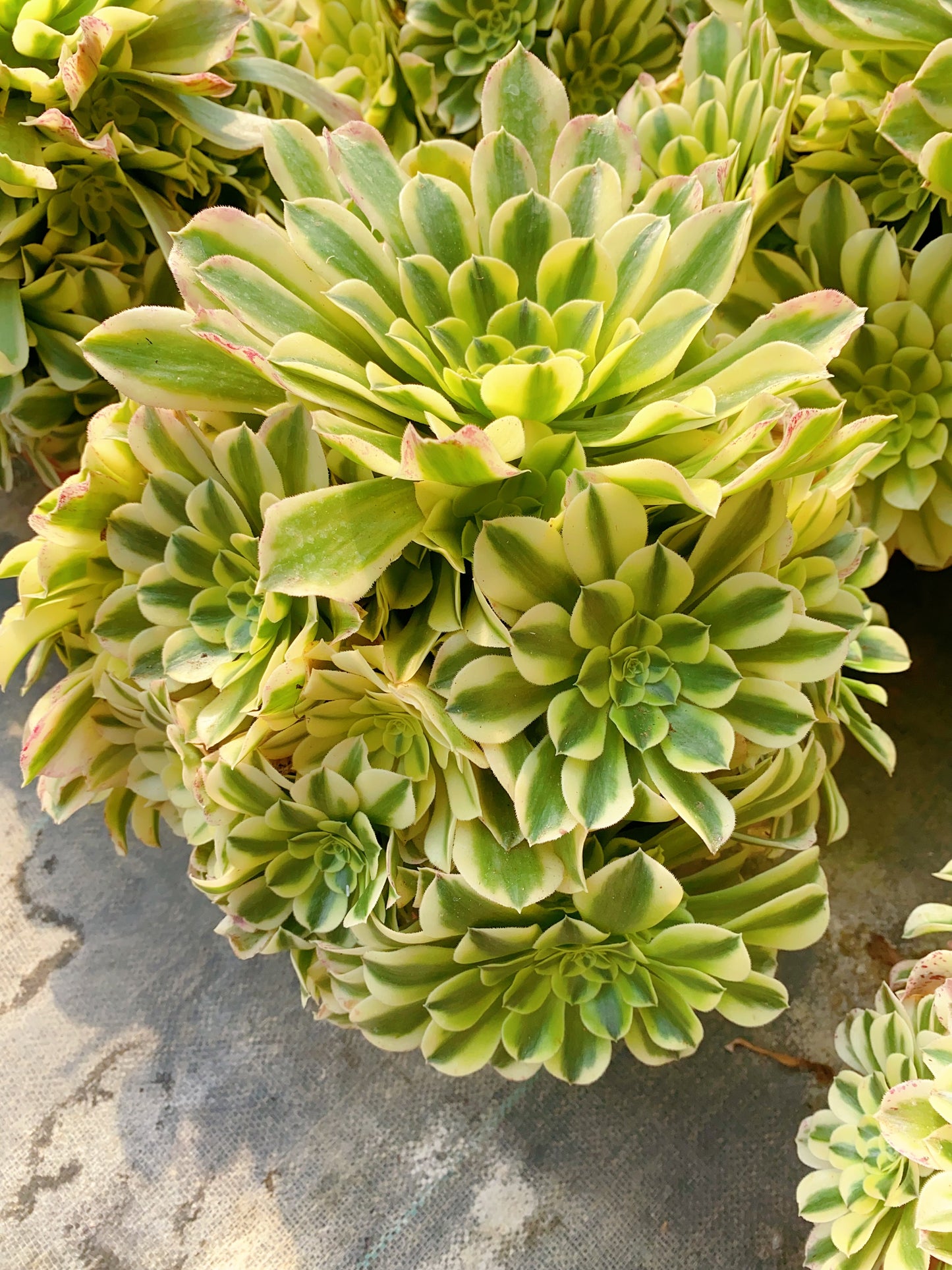 Green Medusa/绿豆沙 cutting at least 10cm