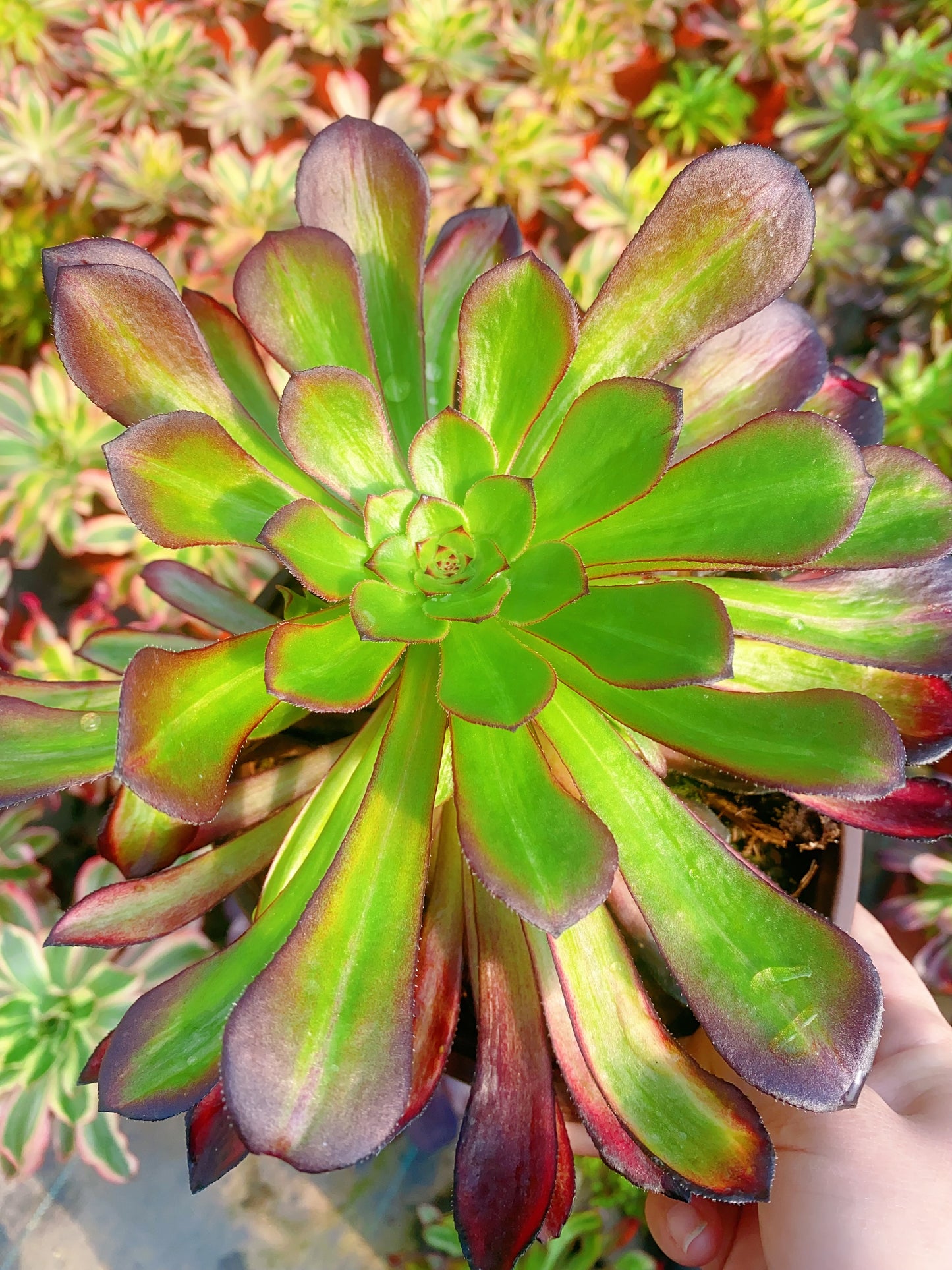 Colorful Dark Loli/黑萝莉七彩 cluster 20-30cm at least 8 heads