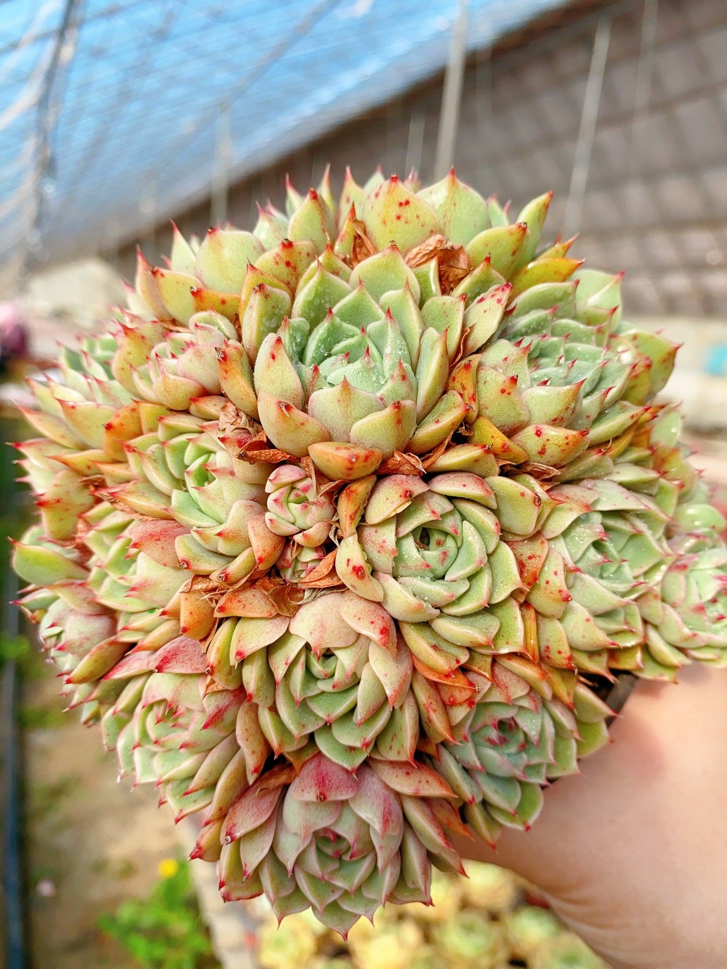 Ben Badis/苯巴蒂斯 cluster at least 10cm