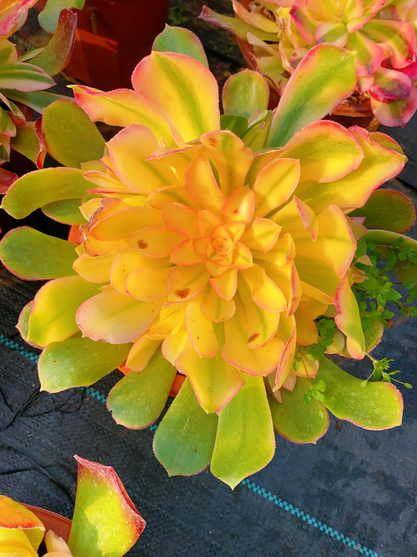 Princess/香妃 cluster at least 10 heads 20-30cm