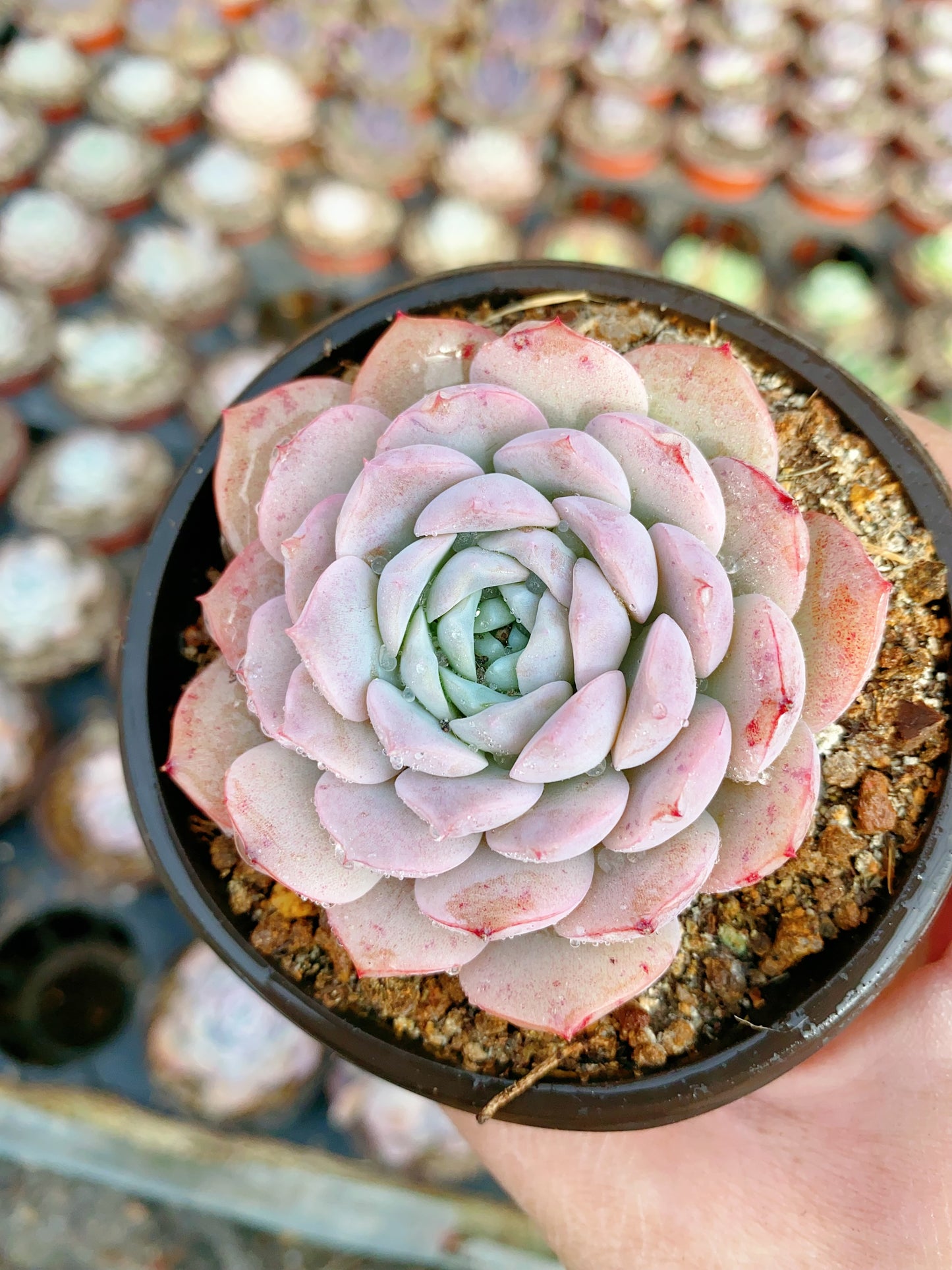 Sedum alba/白露 9cm pot