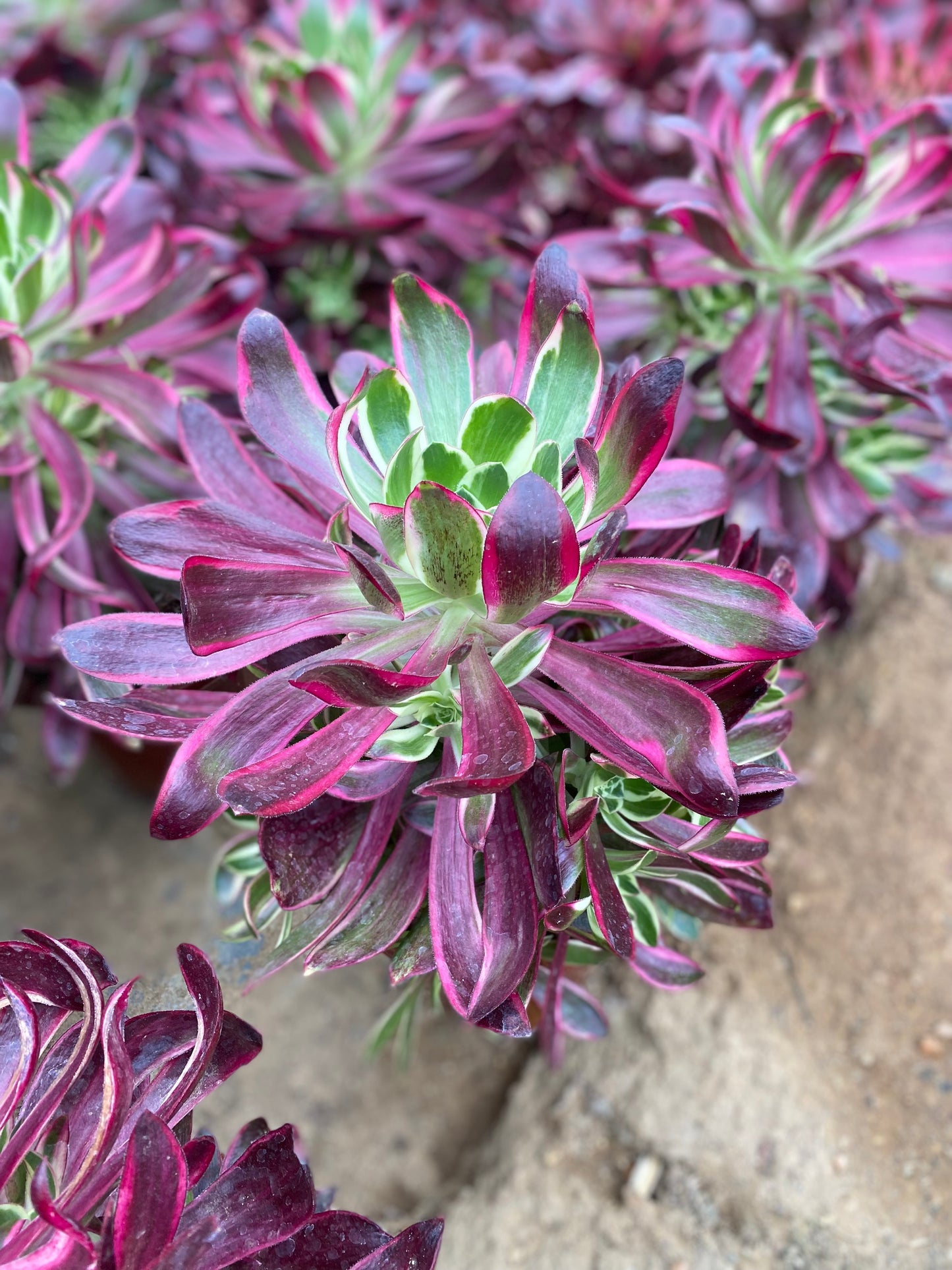 Purple Flame/紫焰 cluster at least 6 heads 20-30cm aeonium cluster