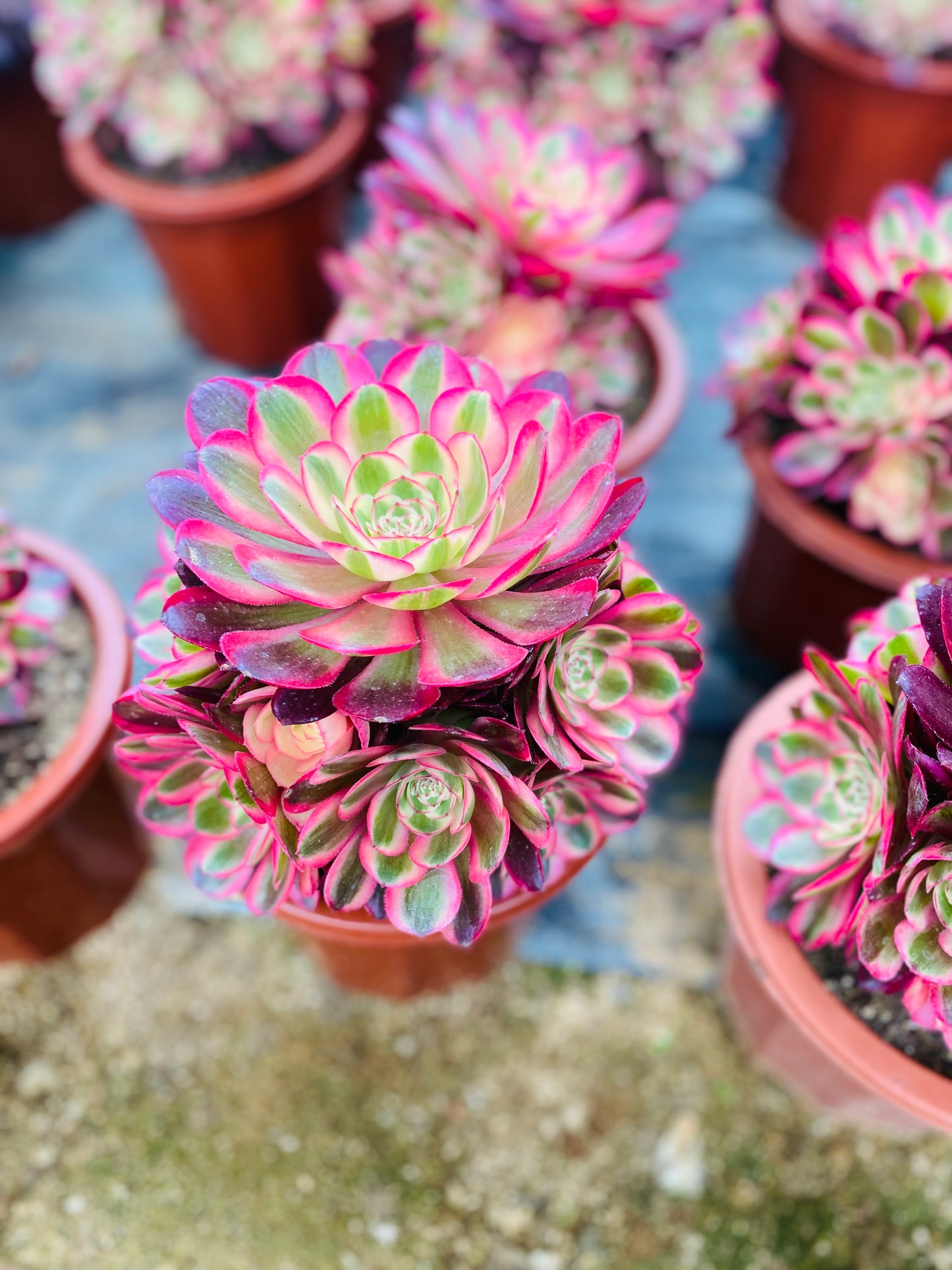 Allure/倾城 Cluster At least 6 heads 20-30cm
