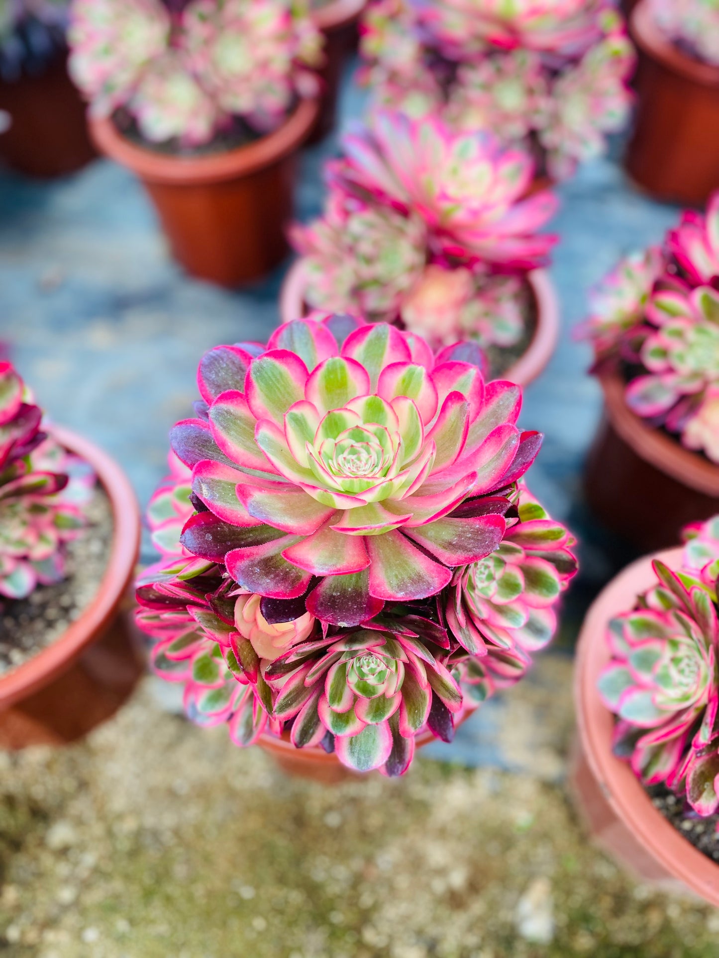 Allure/倾城 Cluster At least 6 heads 20-30cm