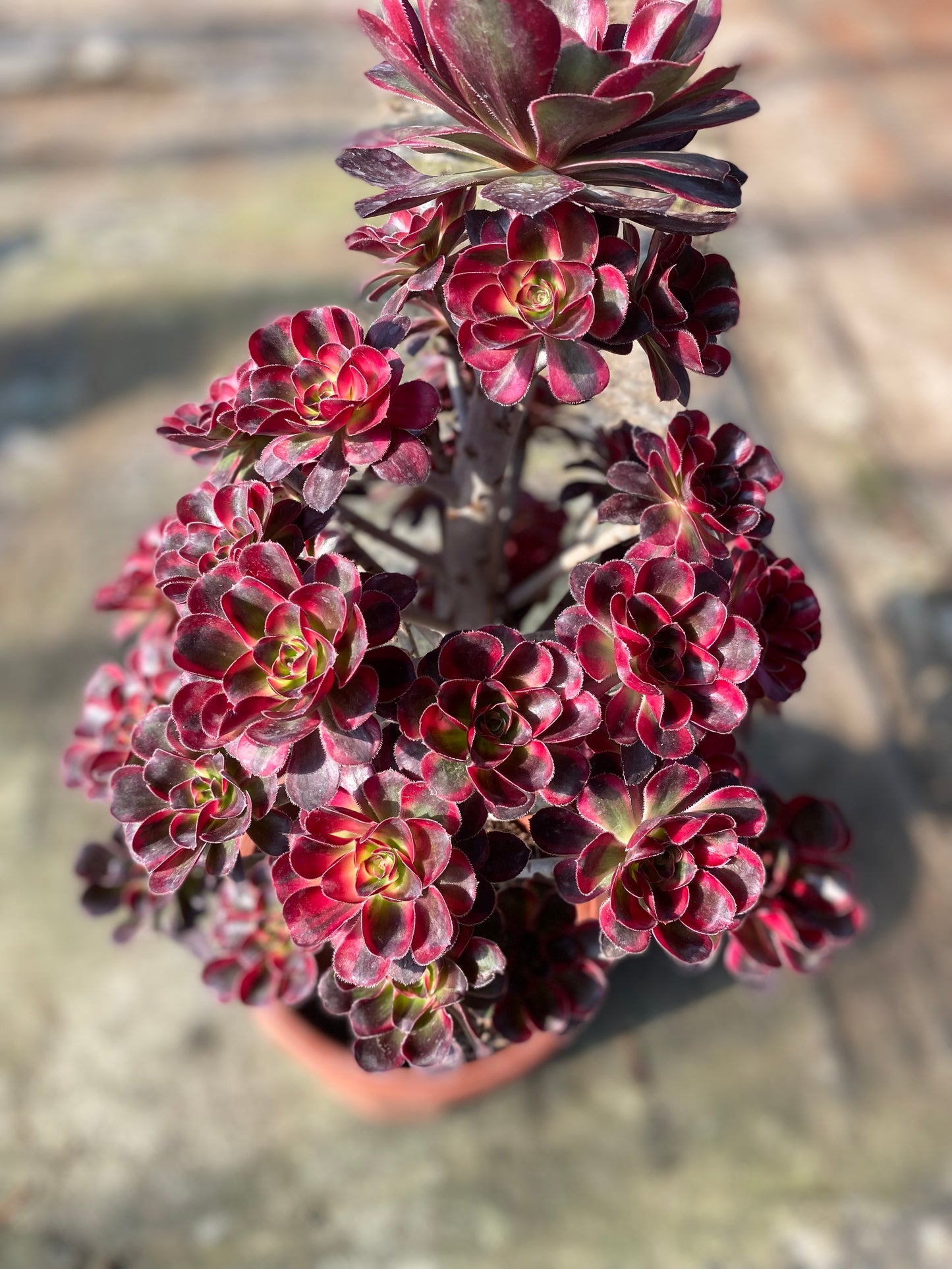 Lina/丽娜 cluster 30cm high 40cm at least 20 heads