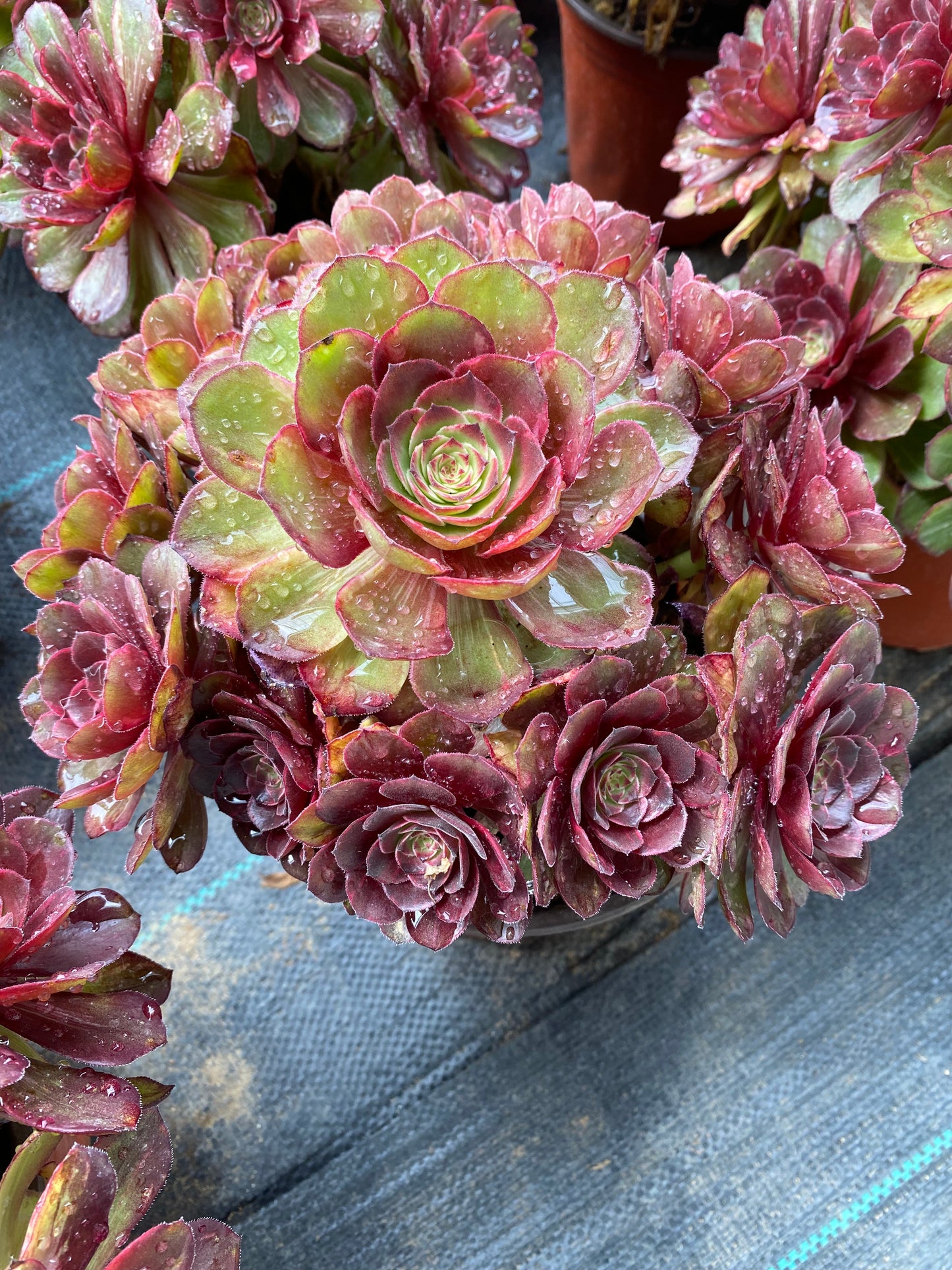 Halloween Red Brushed/万圣节红拉丝 cluster 20-30cm at least 10 heads