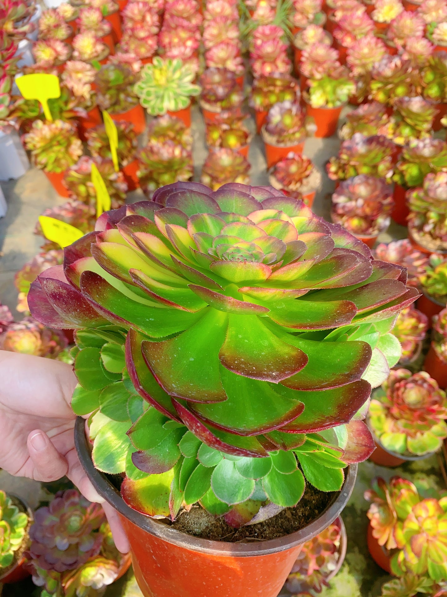 Colorful Halloween/万七彩 Cluster 20-30cm at least 6 heads