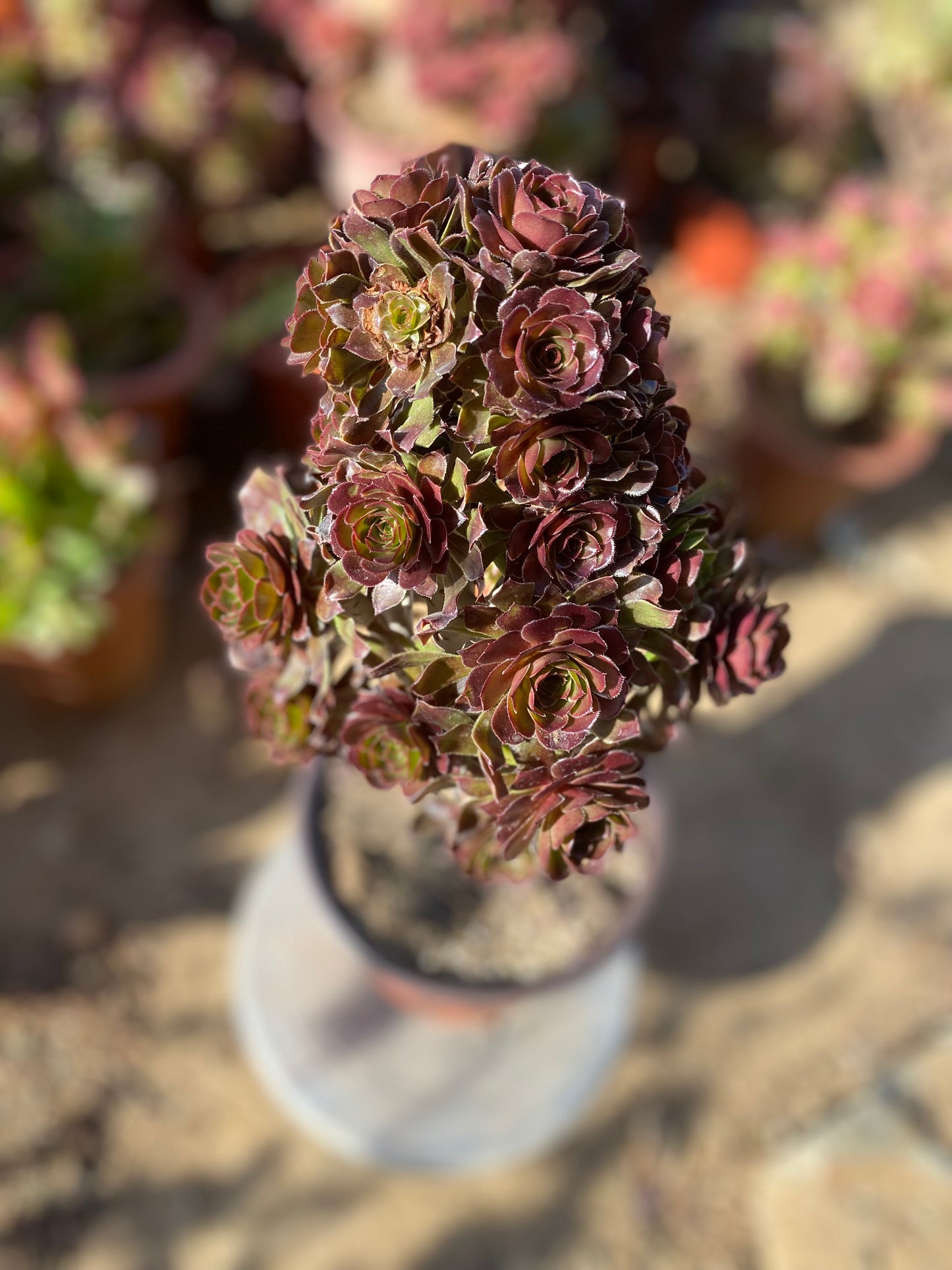 Aeonium arboreum Grey Form/灰法师 cluster at least 25 heads 20cm two years old two color in one aeonium cluster