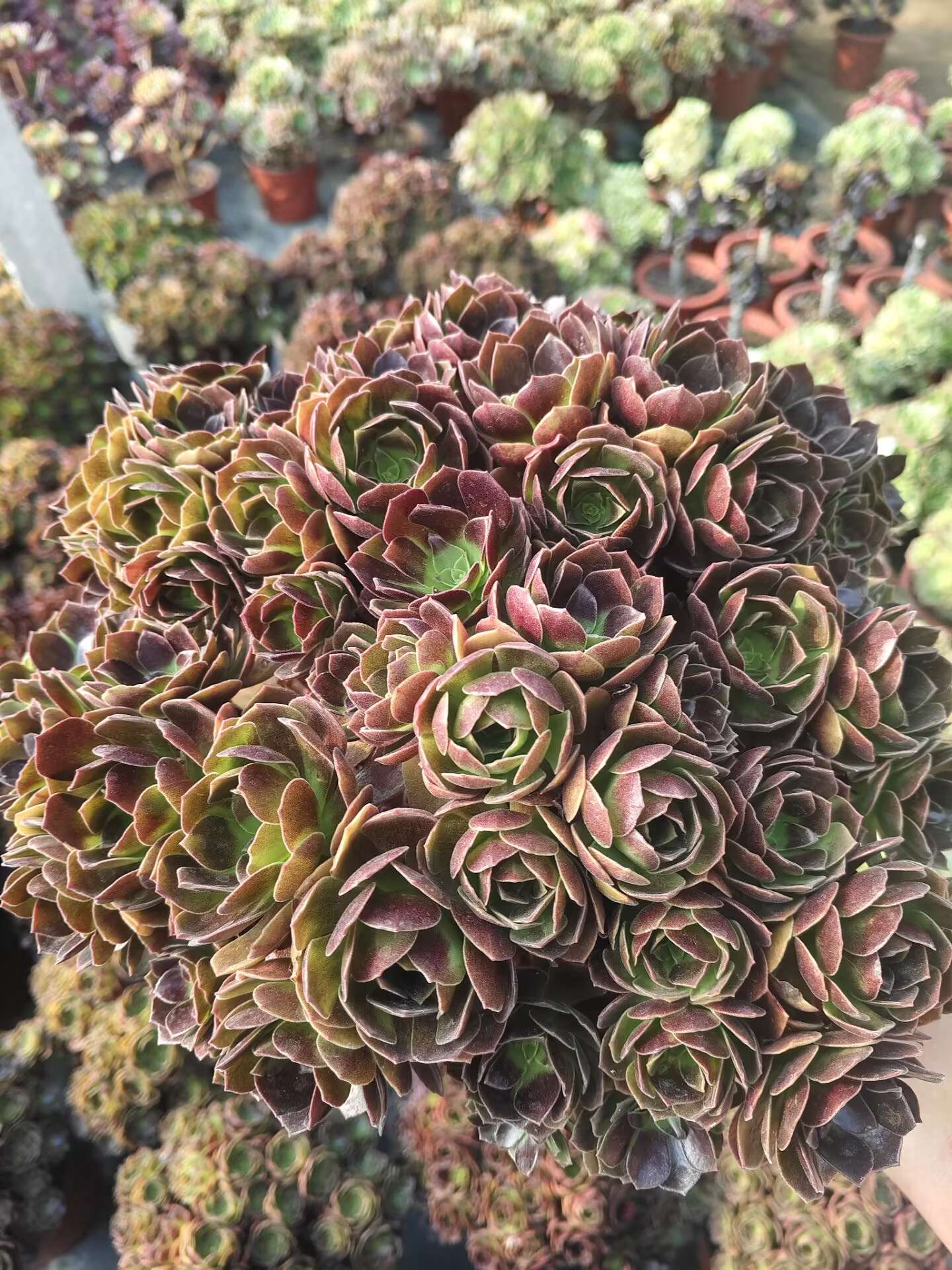 Red Flame Lotus/赤焰莲朵朵 Spherical Cluster 30-35cm at least 40 heads two years old