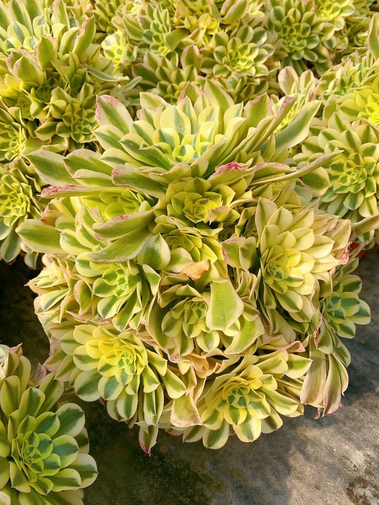 Green Medusa/绿豆沙 Cluster At least 15 heads 30cm-40cm two years old