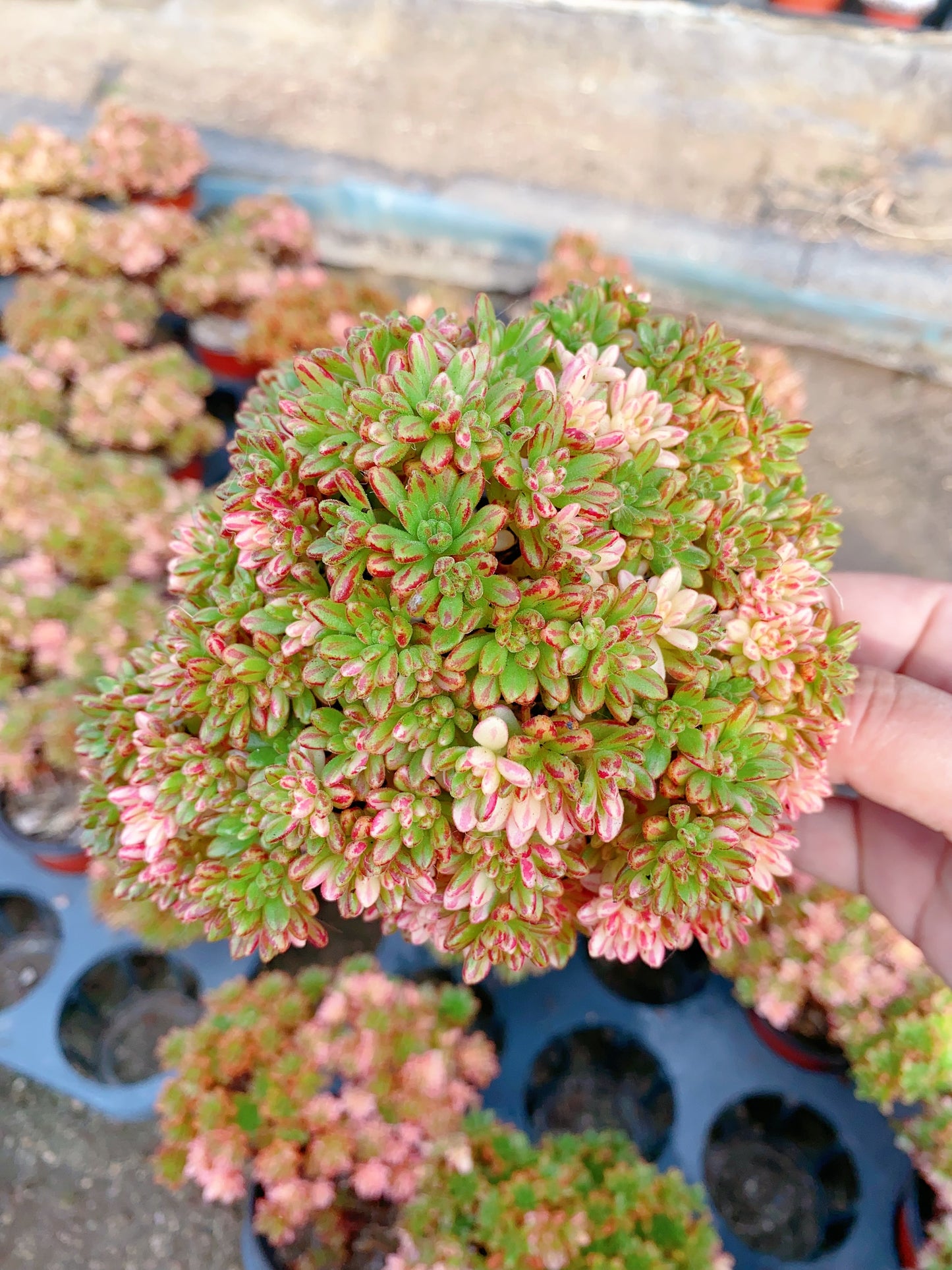 Kikyo/小人祭锦 cluster at least 15cm