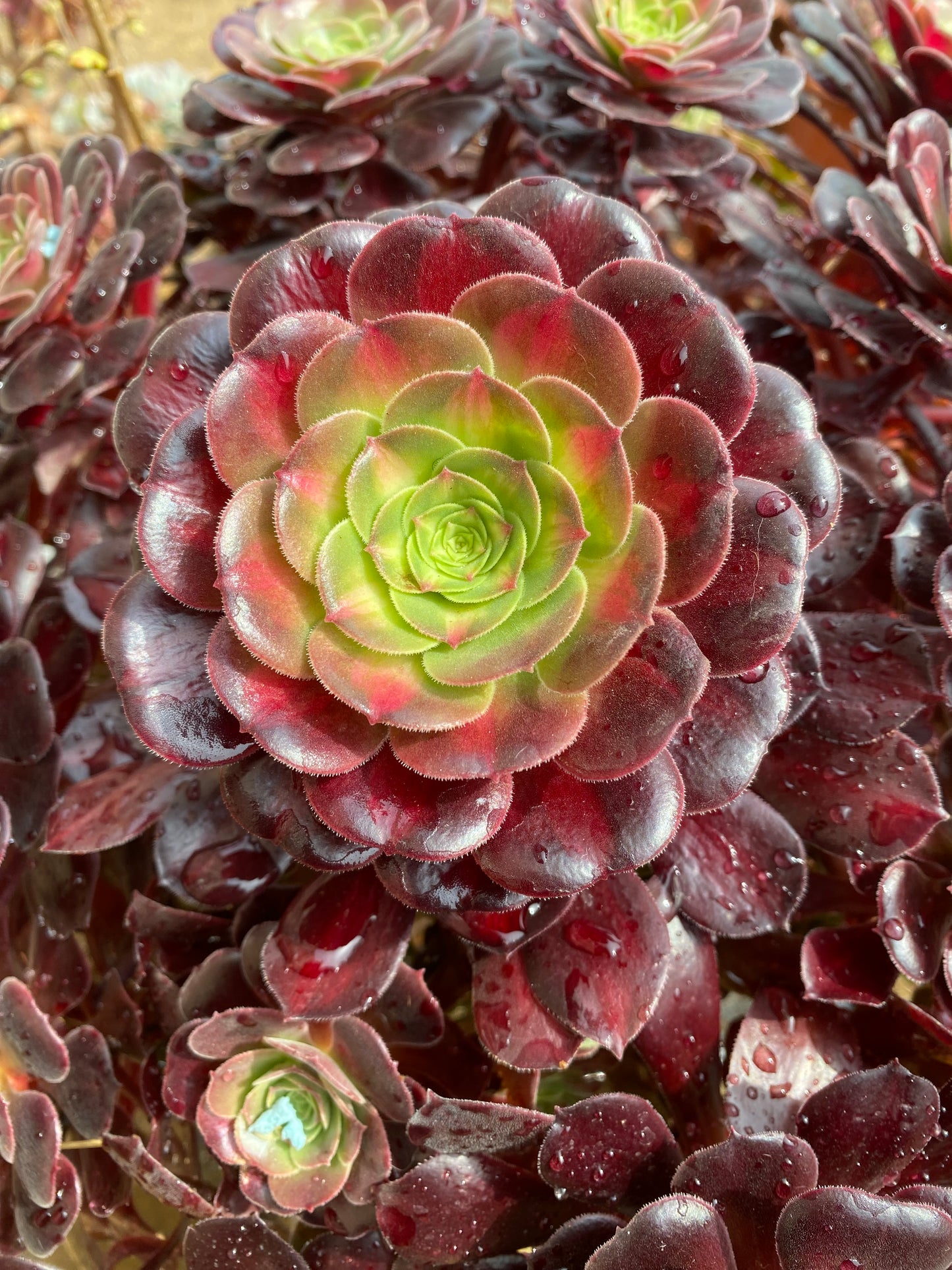 kilimanjaro/花纳锦 cutting at least 10cm