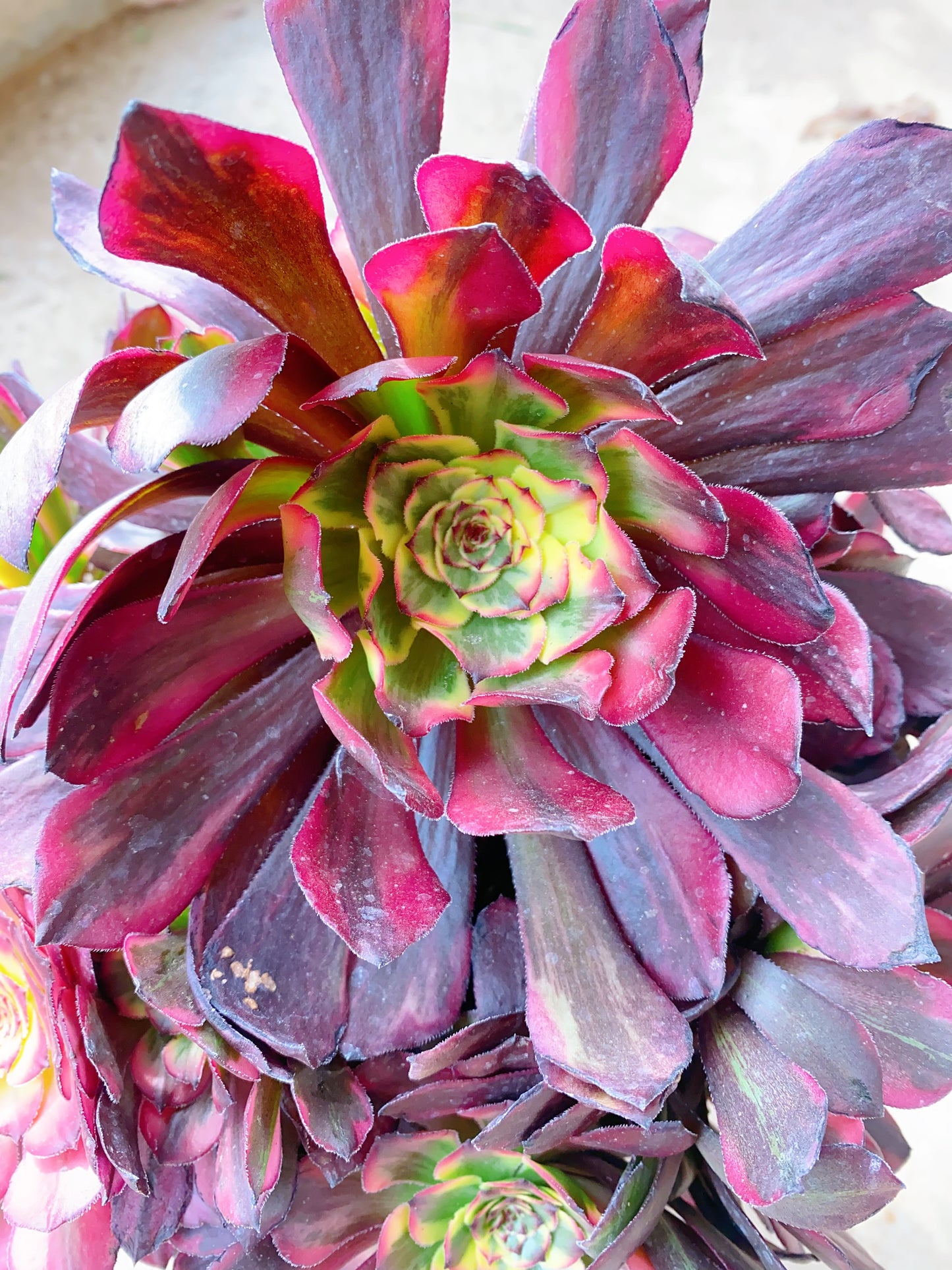 Firework/烟花 cutting at least 10cm