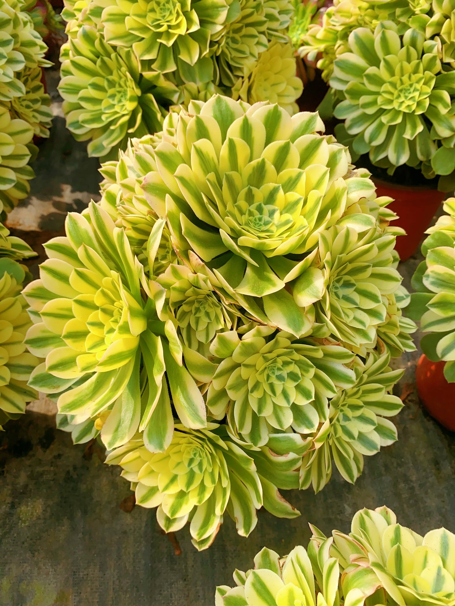 Sinnia/辛尼亚 cluster at least 15 heads 30-40cm two years old