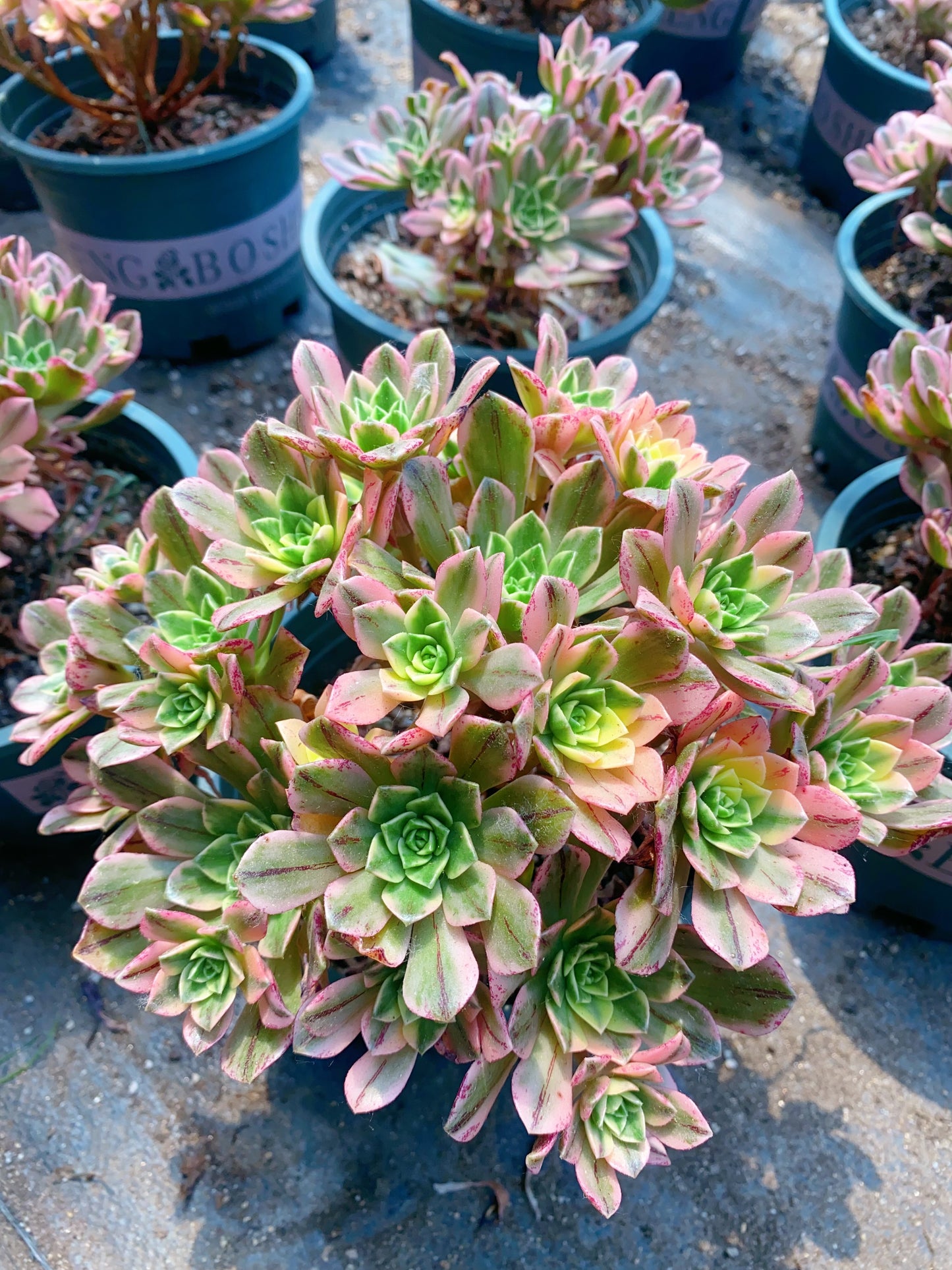 Sweet Tea/甜茶 Cluster At least 18 heads 18cm-25cm